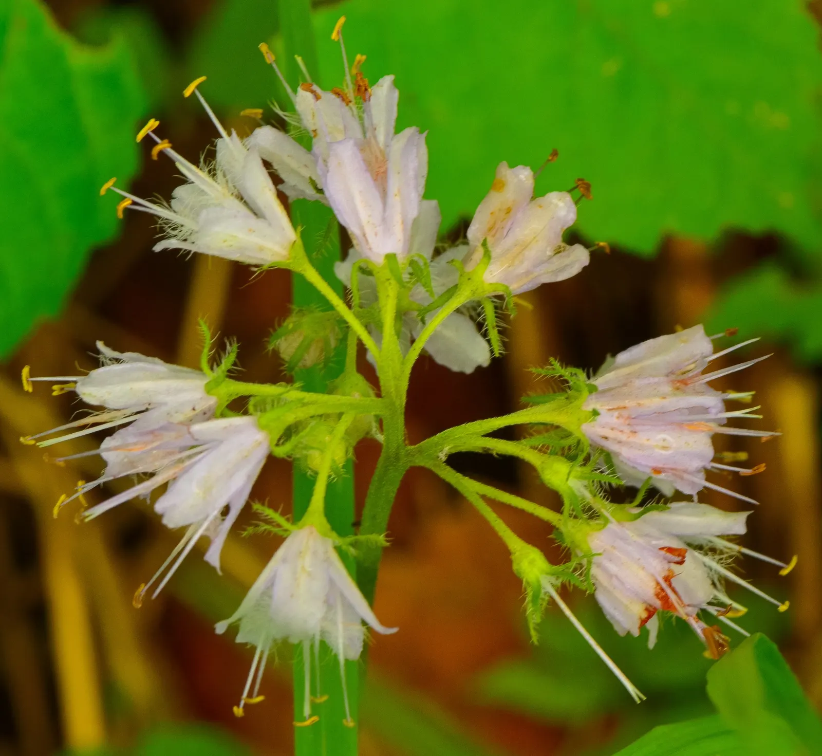 Virginia Waterleaf (Hydrophyllum Virginianum) — This plant flourishes in USDA hardiness zones 3 through 8