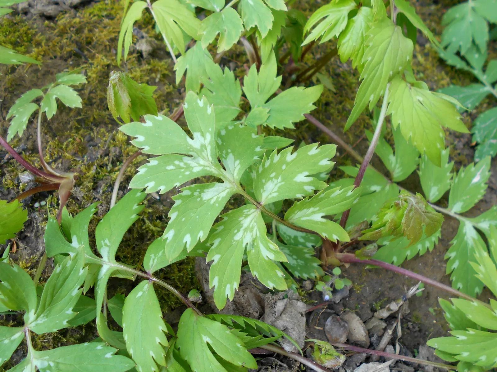 Virginia Waterleaf (Hydrophyllum Virginianum) — These leaves can span 6 to 8 inches in width and provide a lush