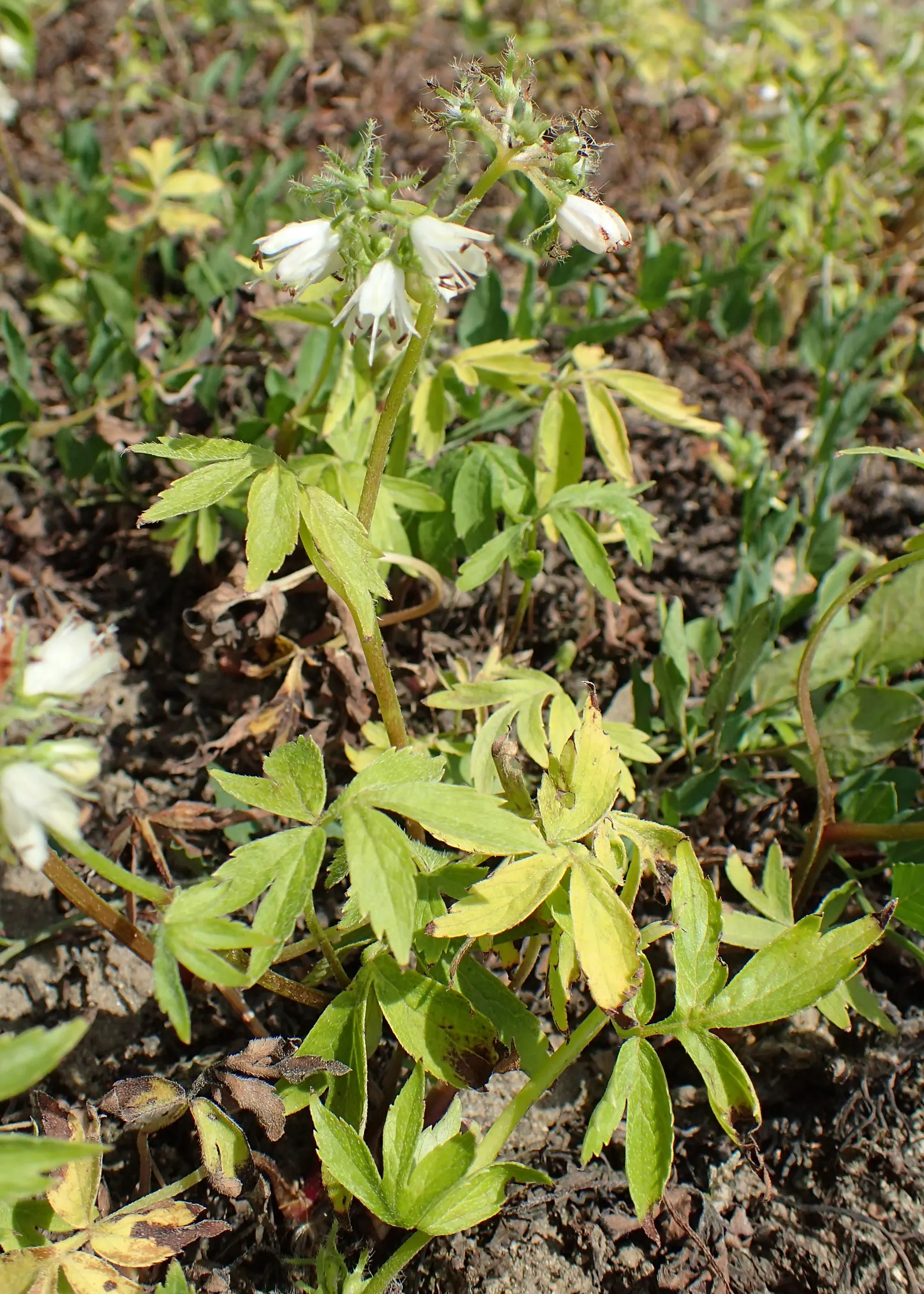 Virginia Waterleaf (Hydrophyllum Virginianum) — When planning the garden design; with a spread of 12-18 inches, its distinctive, mottled foliage adds texture