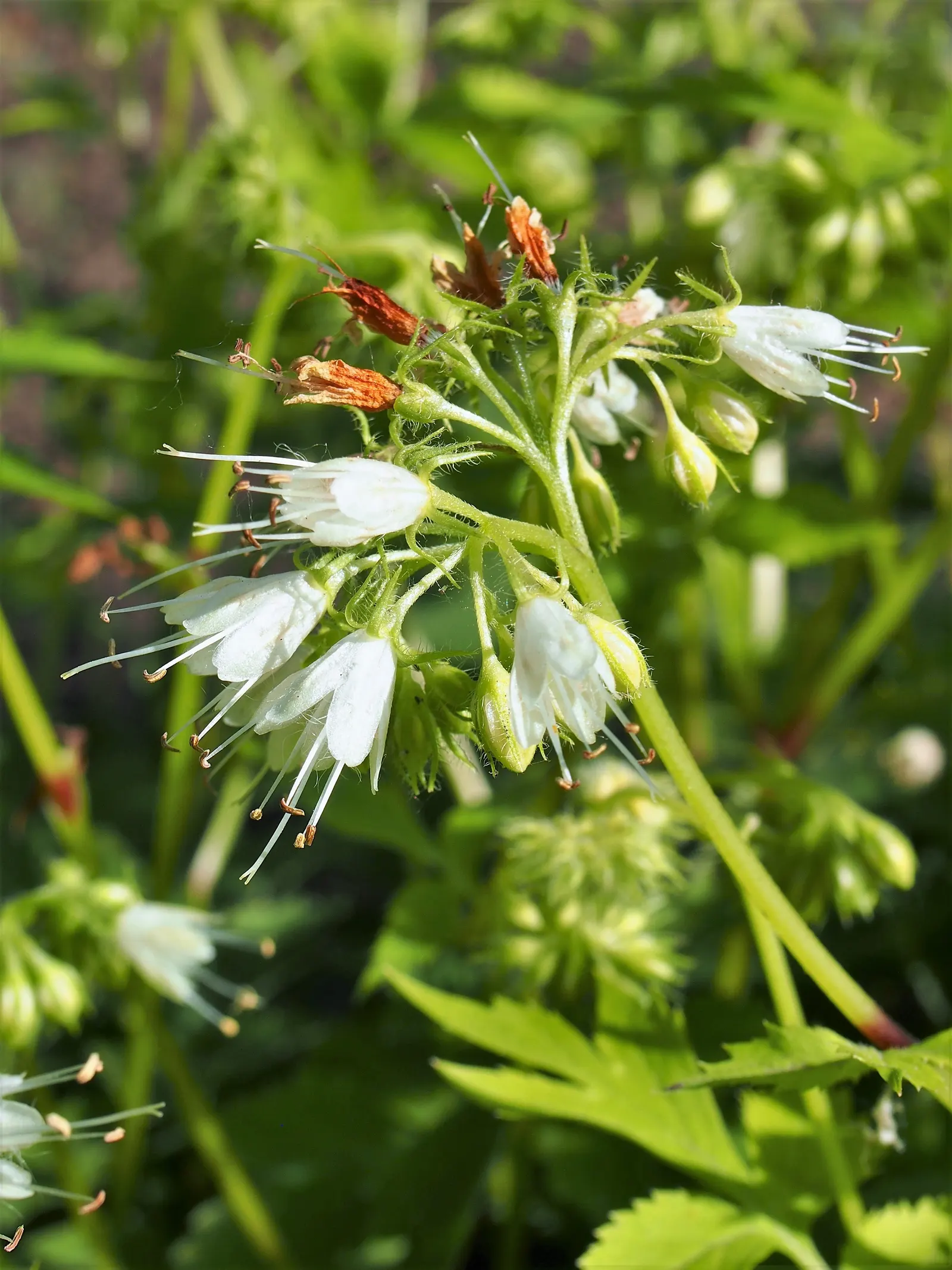 Virginia Waterleaf (Hydrophyllum Virginianum) — These blossoms are grouped in cymes