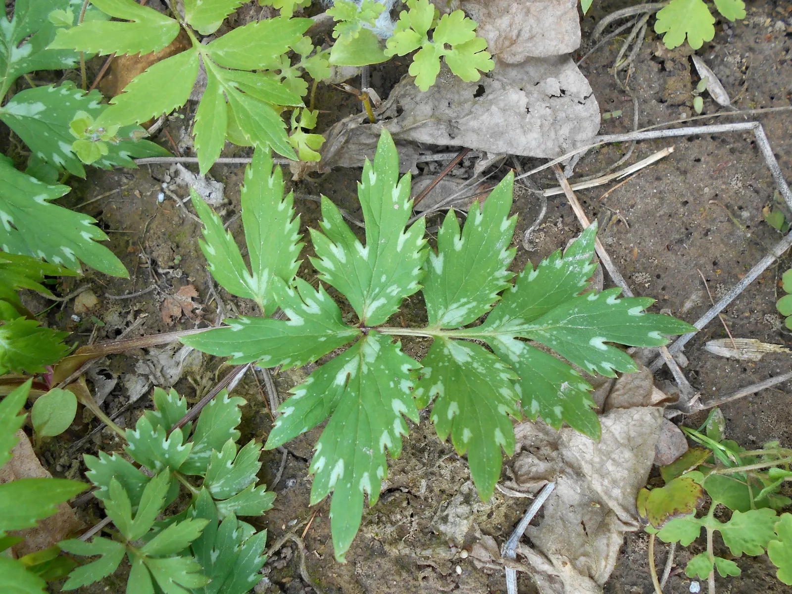 Virginia Waterleaf (Hydrophyllum Virginianum) — commonly known as Virginia Waterleaf; with a spread of 12-18 inches, its distinctive, mottled, image 57