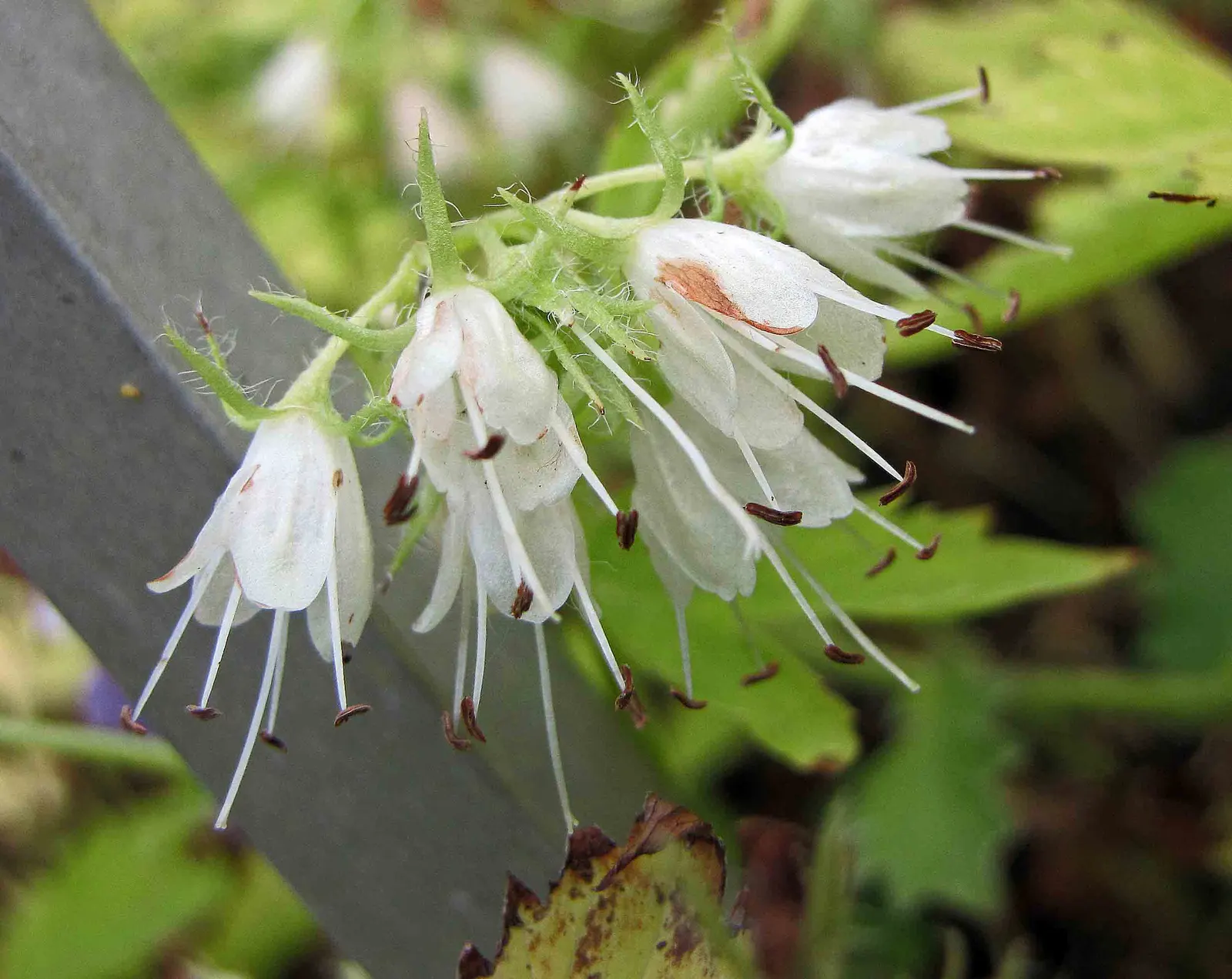 Virginia Waterleaf (Hydrophyllum Virginianum) — which can reach up to 12 inches in height; with a spread of 12-18 inches, its distinctive, mottled foliage adds