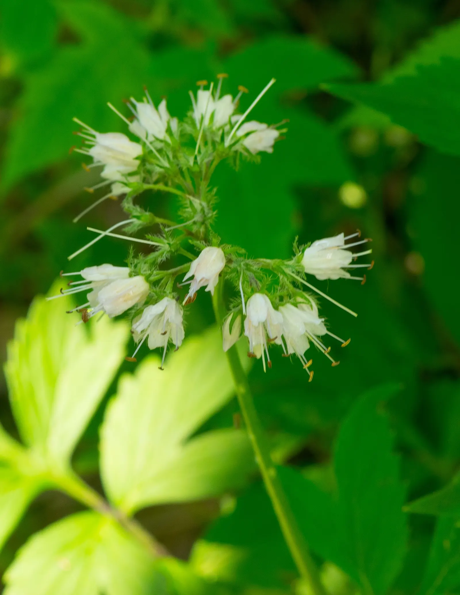 Virginia Waterleaf (Hydrophyllum Virginianum) — is a North American native perennial that is tailored for woodland garden settings and shaded landscapes