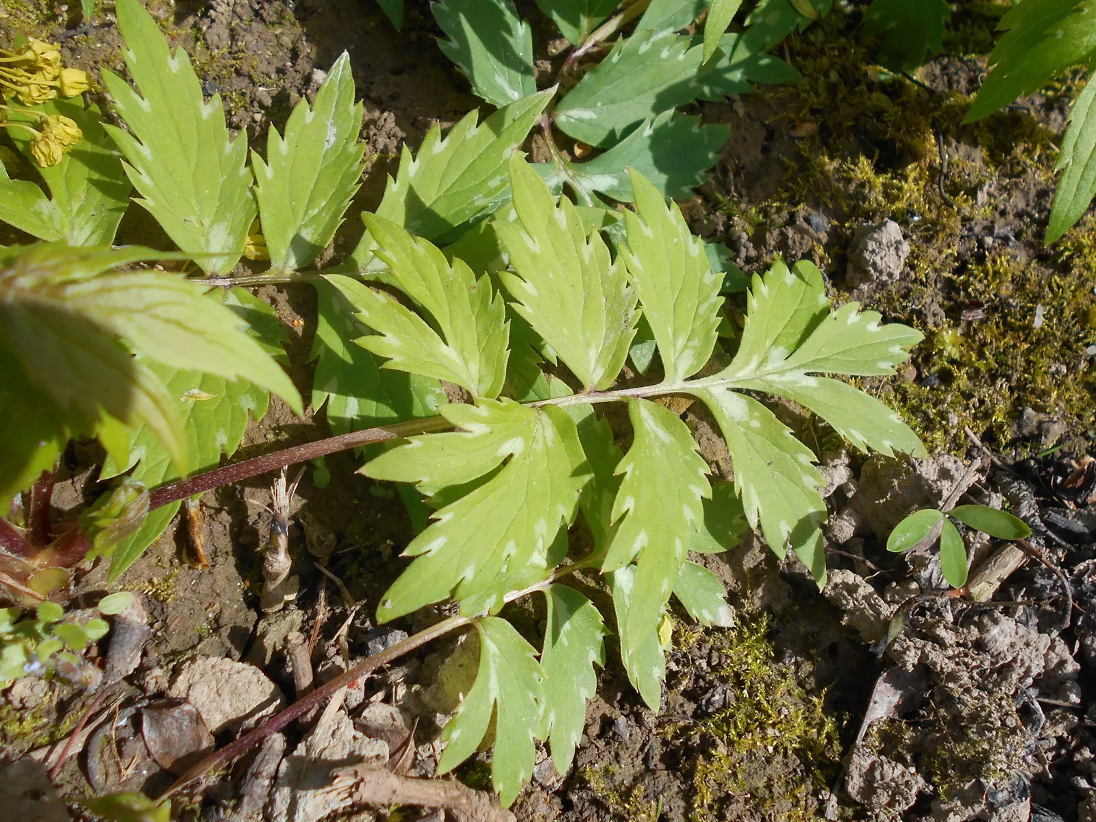 Virginia Waterleaf (Hydrophyllum Virginianum) — is a charming perennial suited for shaded areas
