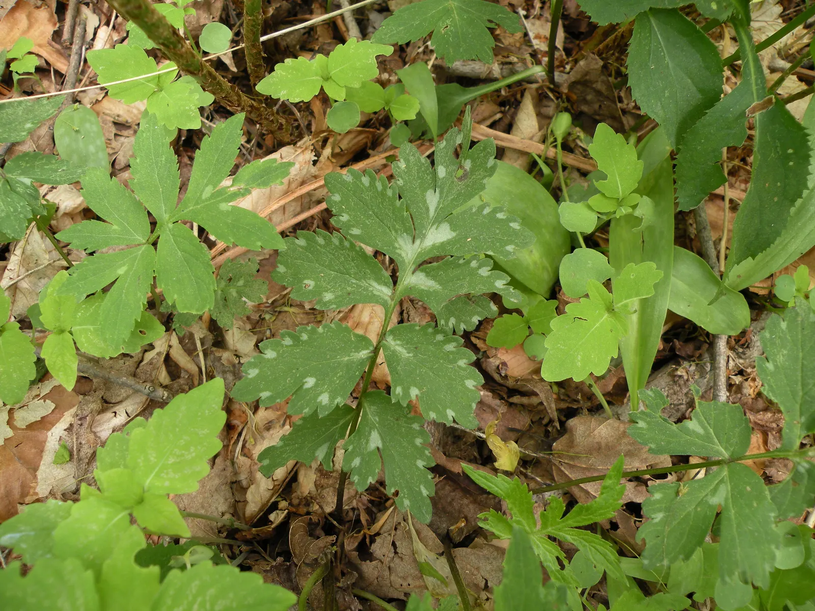Virginia Waterleaf (Hydrophyllum Virginianum) — They are low-maintenance, seldom requiring division or extensive care once established; with a spread of 12-18