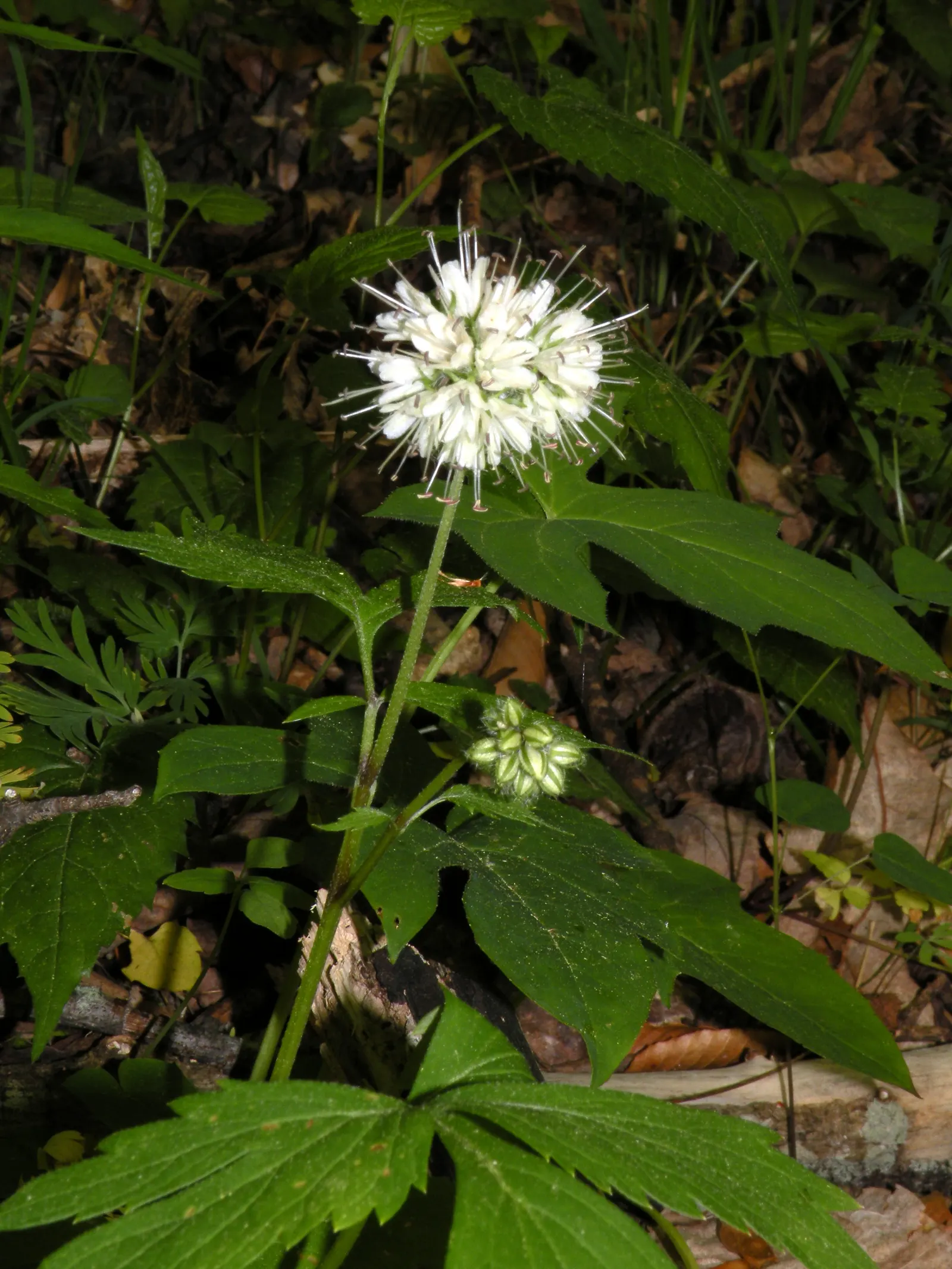 Virginia Waterleaf (Hydrophyllum Virginianum) — Hardy in zones 3-8, it thrives in moist, well-draining soil, and can naturalize over time