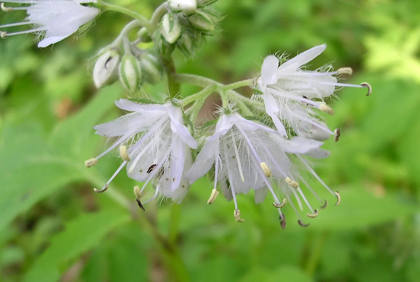 Virginia Waterleaf (Hydrophyllum Virginianum) — commonly known as Virginia Waterleaf; with a spread of 12-18 inches, its distinctive, mottled foliage adds