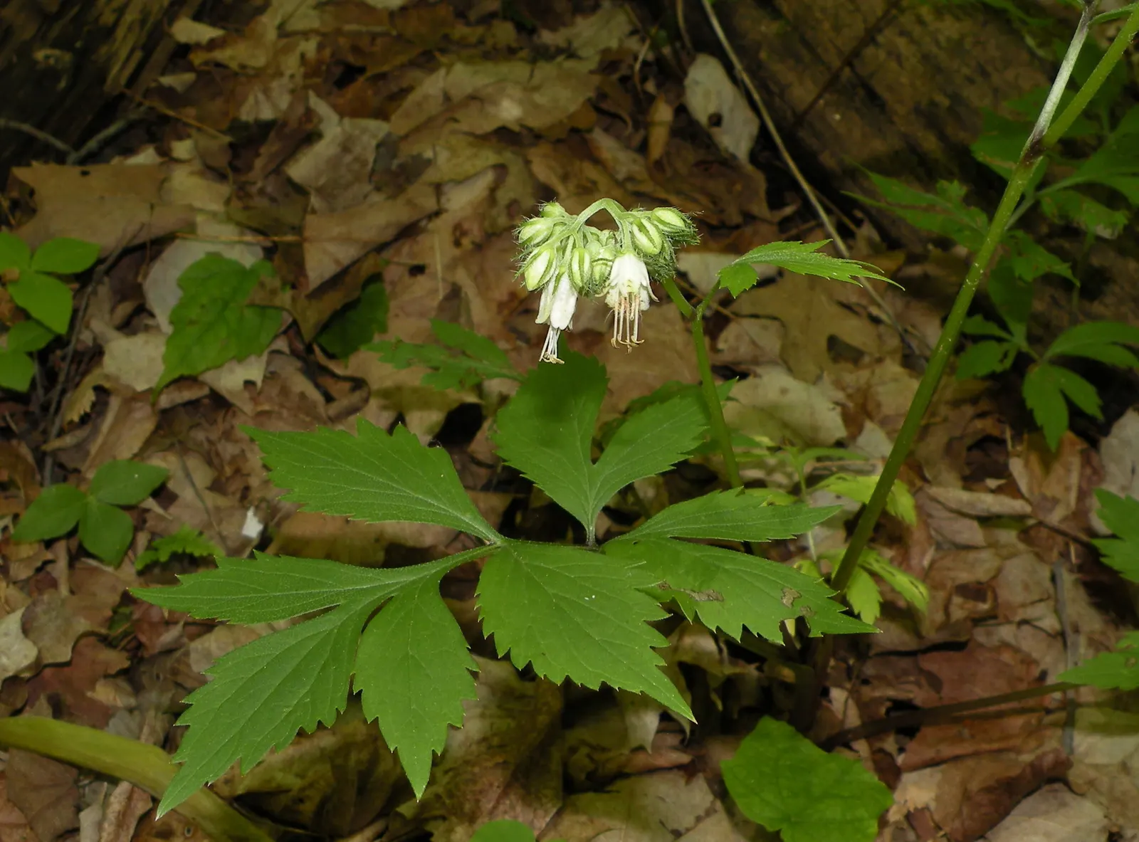 Virginia Waterleaf (Hydrophyllum Virginianum) — with a preference for partial to full shade