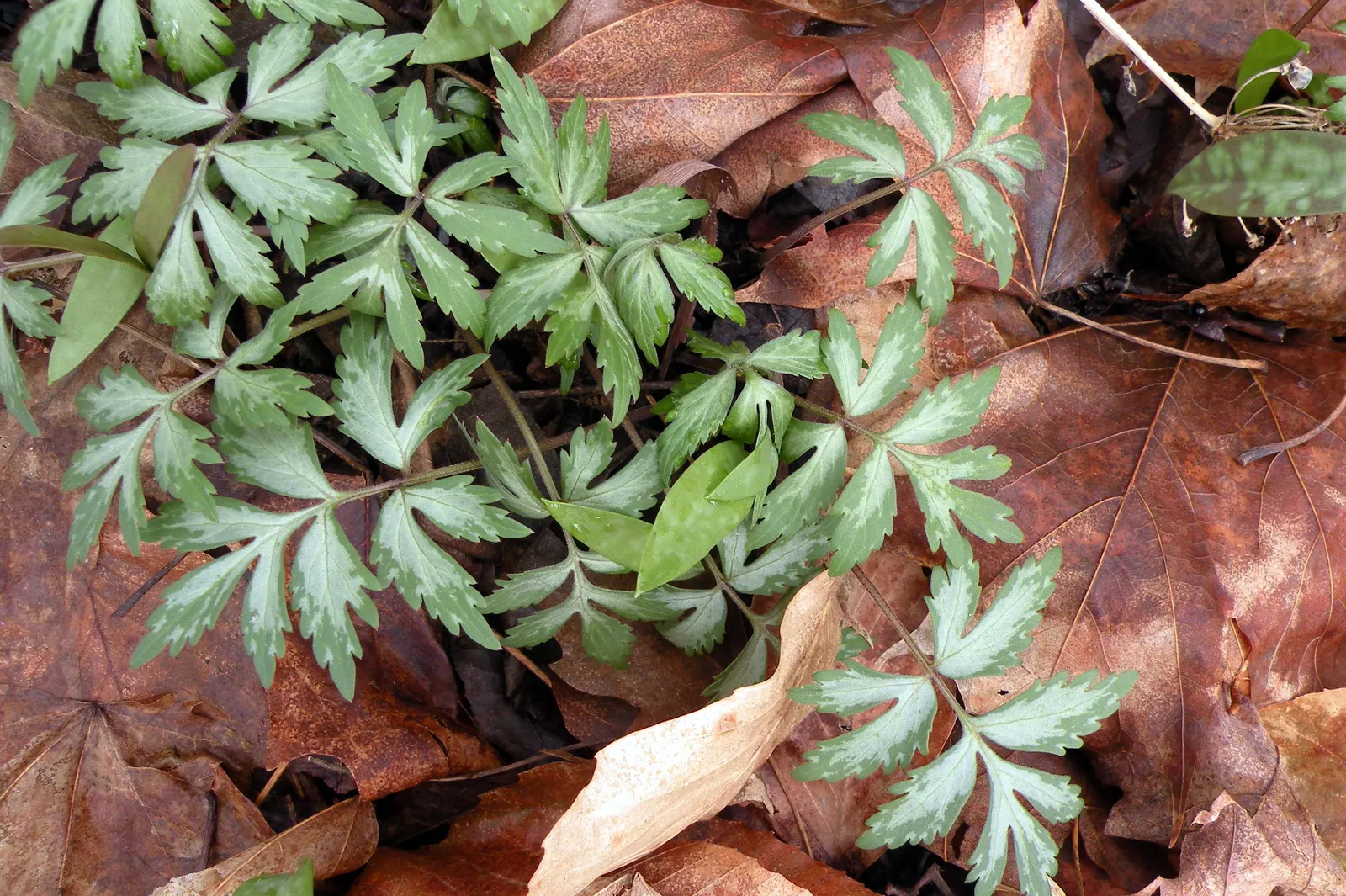 Virginia Waterleaf (Hydrophyllum Virginianum) — With a spread of 12-18 inches, its distinctive, mottled foliage adds texture to woodland gardens, image 60