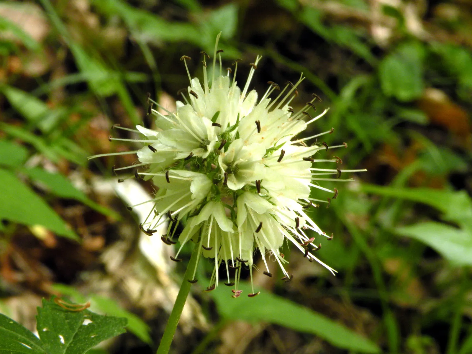 Virginia Waterleaf (Hydrophyllum Virginianum) — Its natural habitat includes moist
