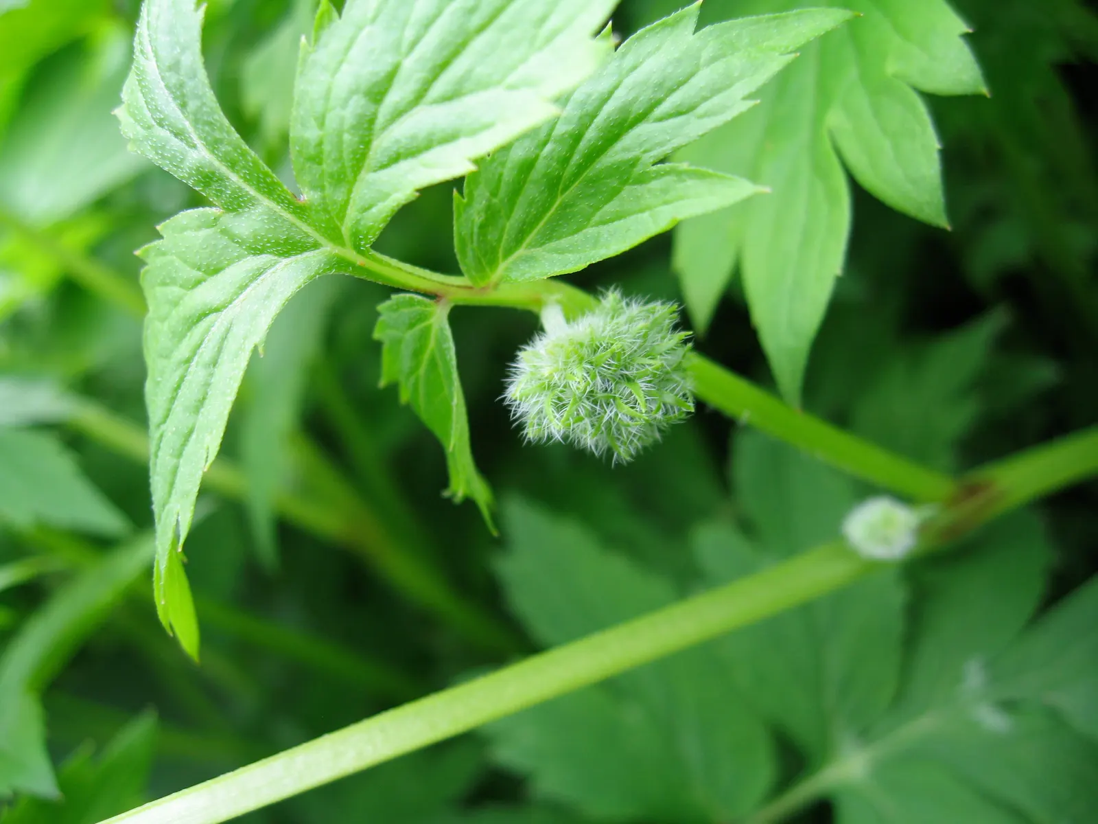 Virginia Waterleaf (Hydrophyllum Virginianum) — Its natural habitat includes moist; well-drained soils rich in organic matter