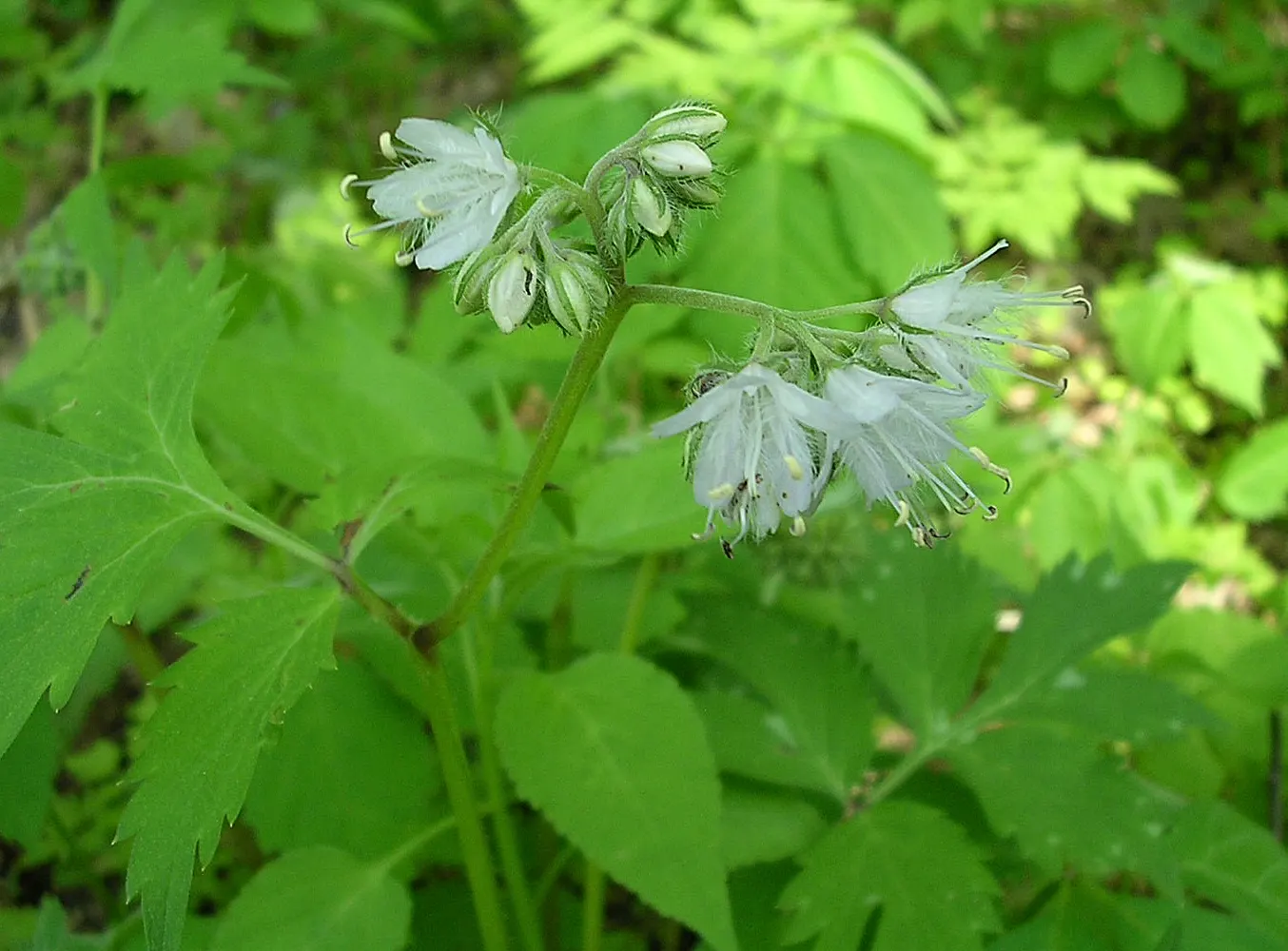 Virginia Waterleaf (Hydrophyllum Virginianum) — is a North American native perennial that is tailored for woodland garden settings and shaded, image 35