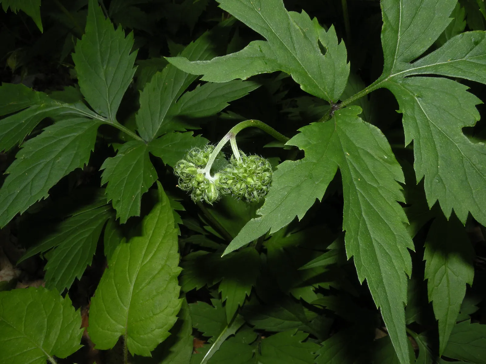 Virginia Waterleaf (Hydrophyllum Virginianum) — textured backdrop for other plants in your garden.<br><br>From late spring to early summer