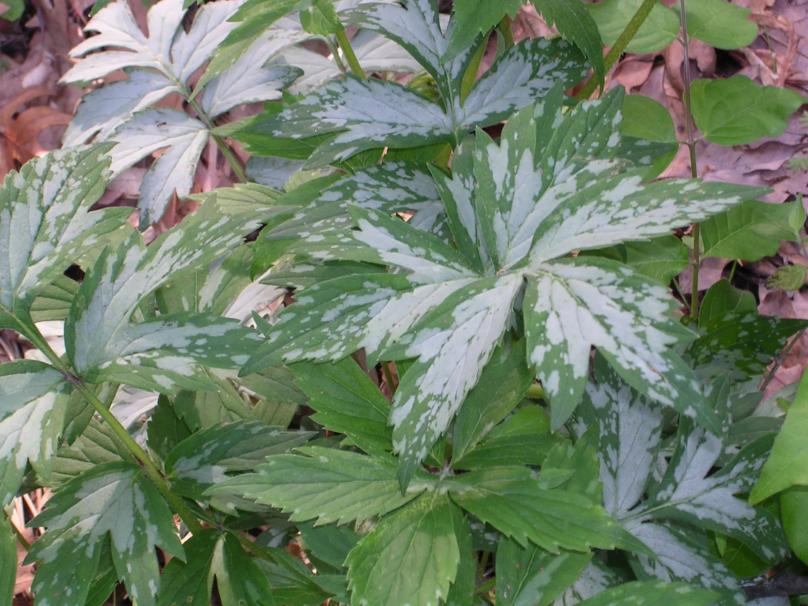 Virginia Waterleaf (Hydrophyllum Virginianum) — perennial for half or shade
