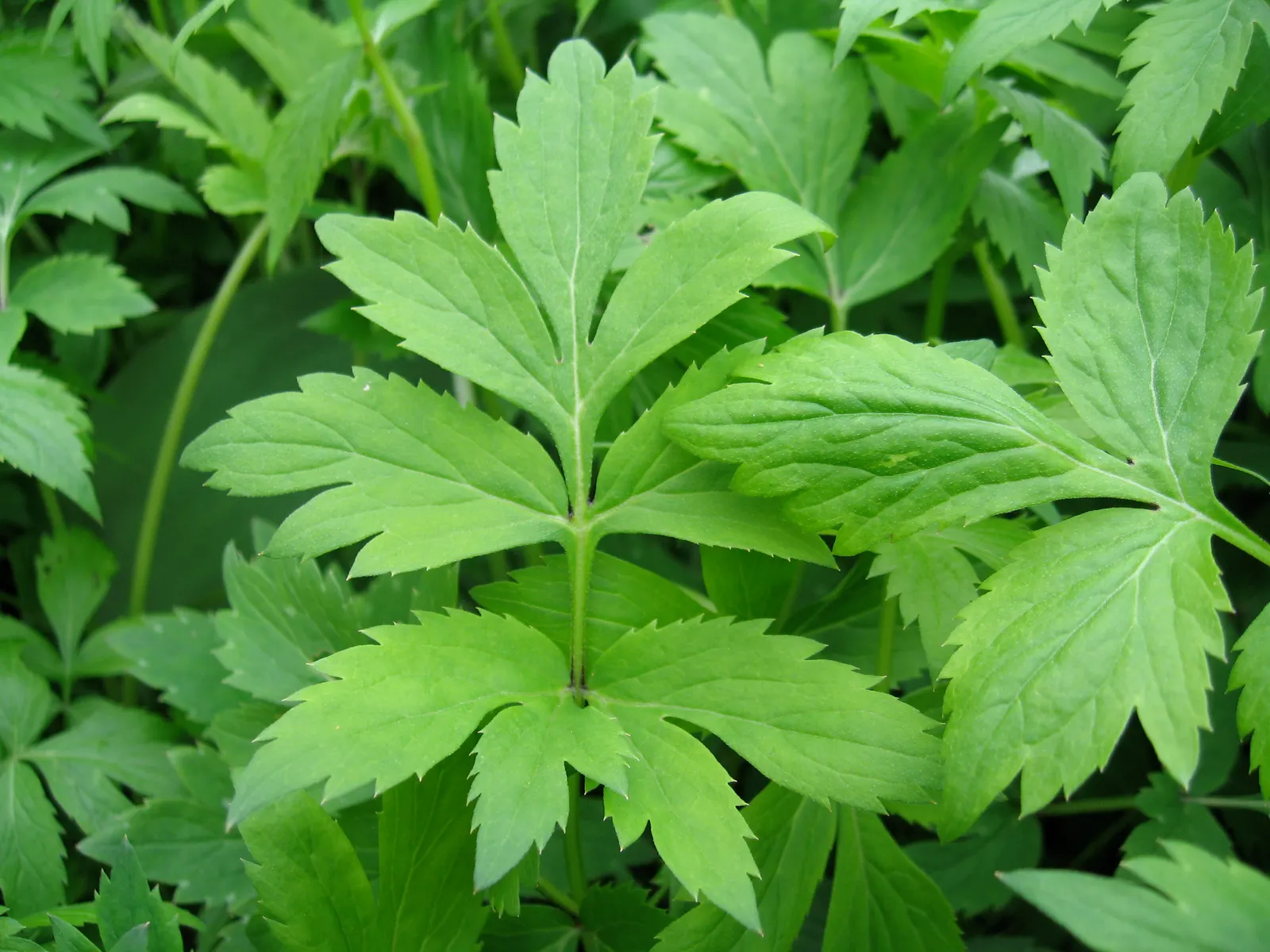 Virginia Waterleaf (Hydrophyllum Virginianum) — pinnately lobed leaves that are often mottled with pale or water-like spots; well-drained soils rich in organic