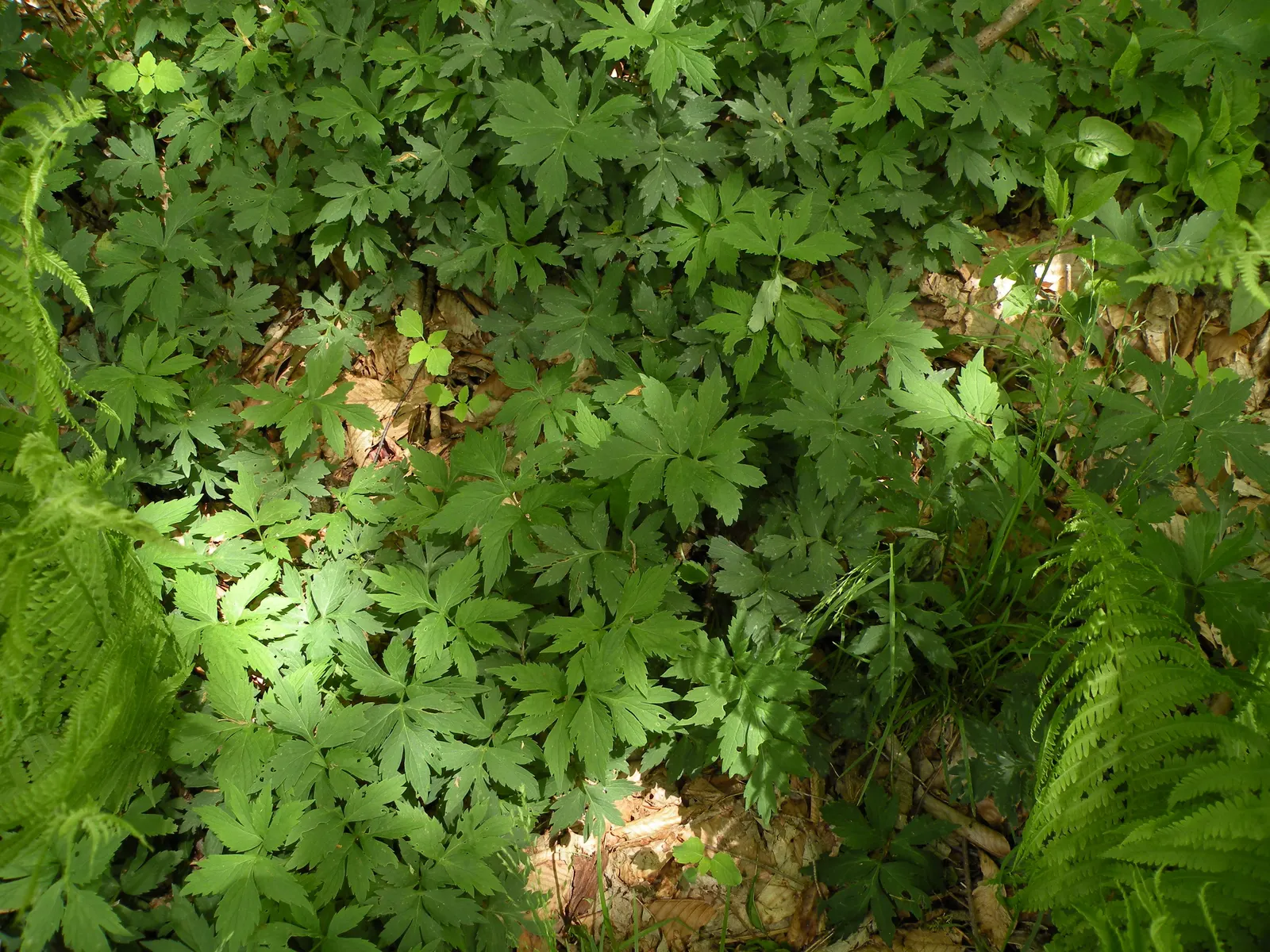 Virginia Waterleaf (Hydrophyllum Virginianum) — adding a delicate vertical interest to the garden space; well-drained soils rich in organic matter