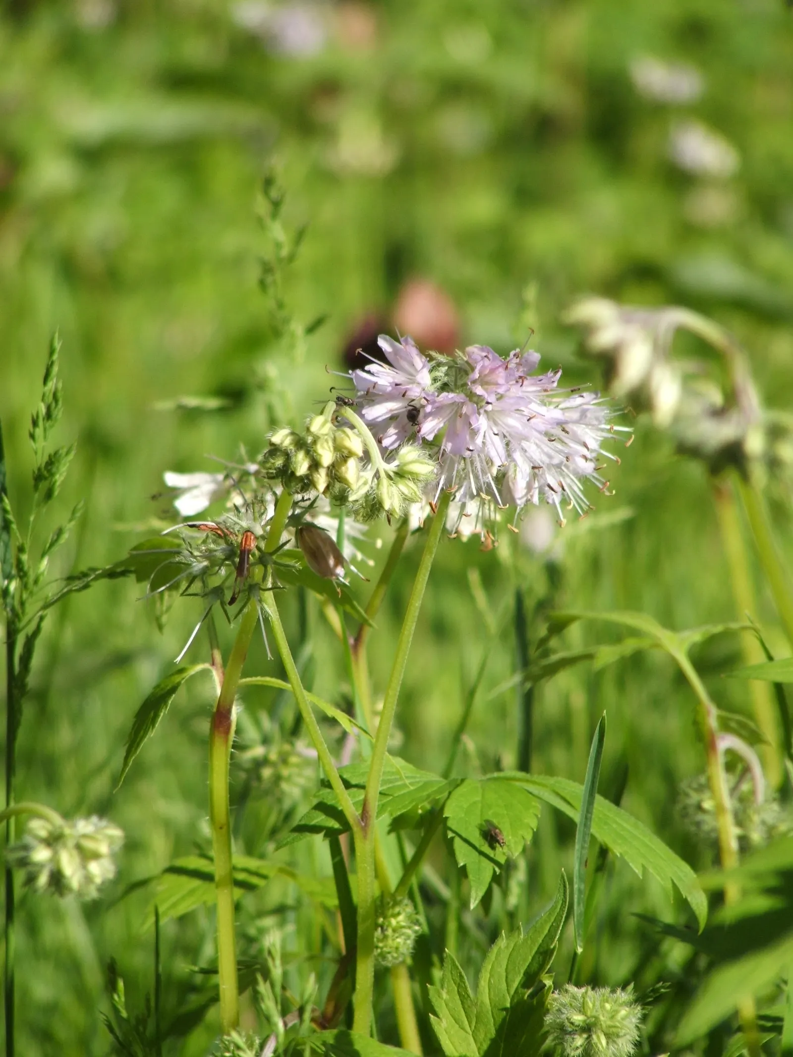 Virginia Waterleaf (Hydrophyllum Virginianum) — showcasing its adaptability to various climatic conditions