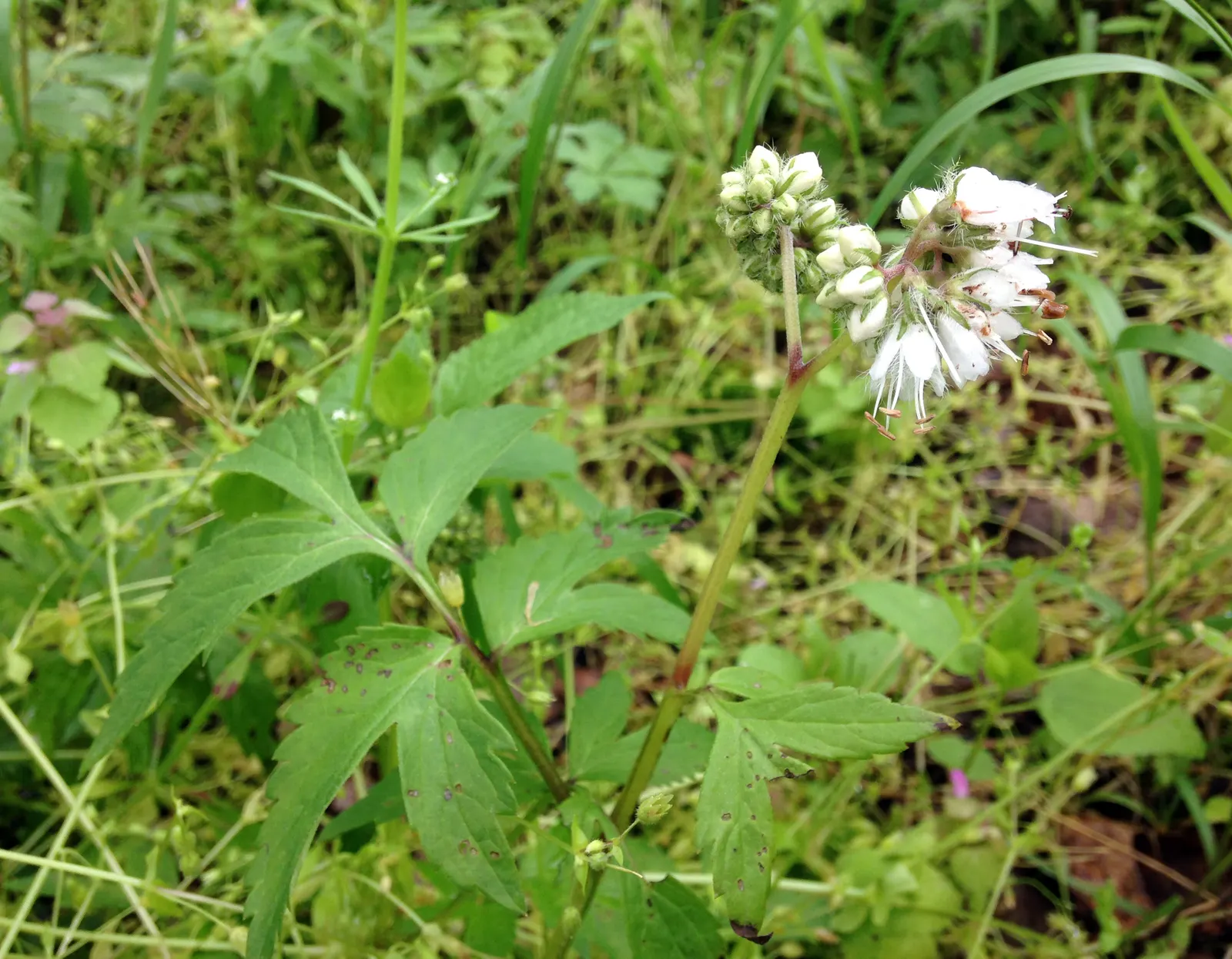 Virginia Waterleaf (Hydrophyllum Virginianum) — purple flowers in the garden