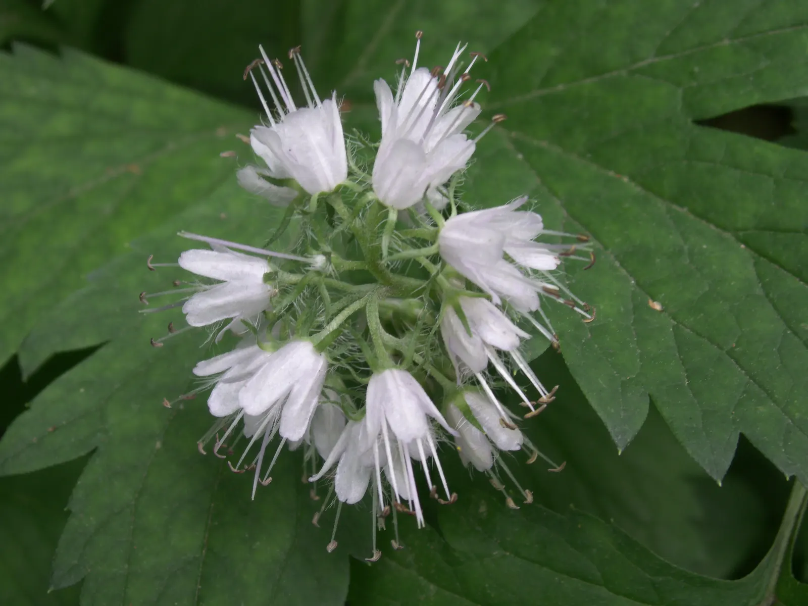 Virginia Waterleaf (Hydrophyllum Virginianum) — With a spread of 12-18 inches, its distinctive, mottled foliage adds texture to woodland gardens