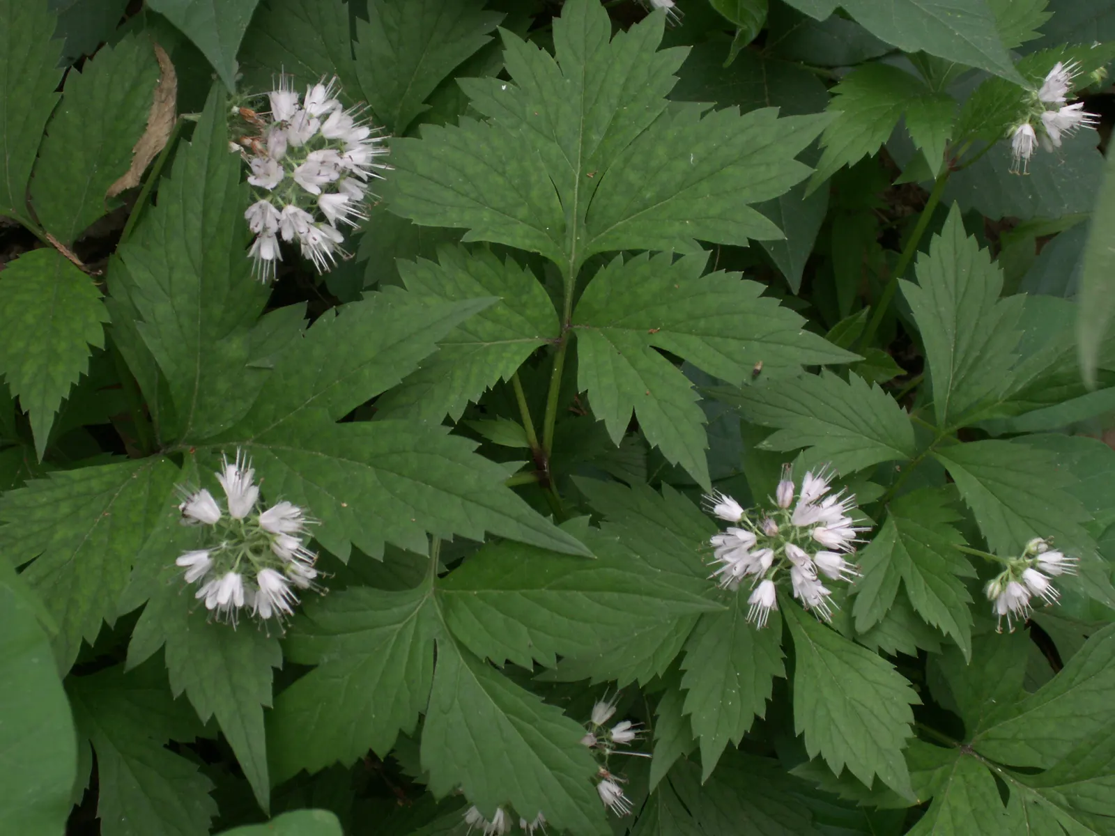 Virginia Waterleaf (Hydrophyllum Virginianum) — this plant serves as a beneficial addition to a wildlife-friendly garden; attractive small bell-shaped flowers