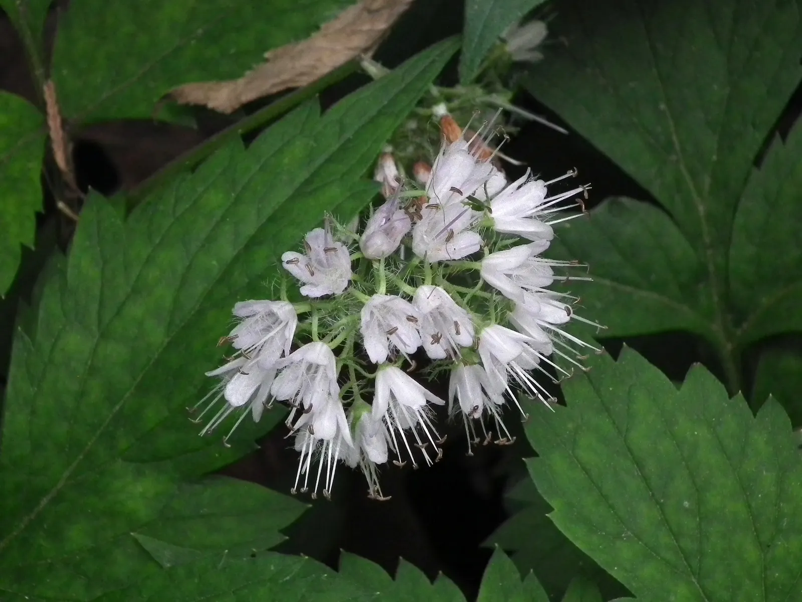 Virginia Waterleaf (Hydrophyllum Virginianum) — perennial for half or shade; they are low-maintenance, seldom requiring division or extensive care once