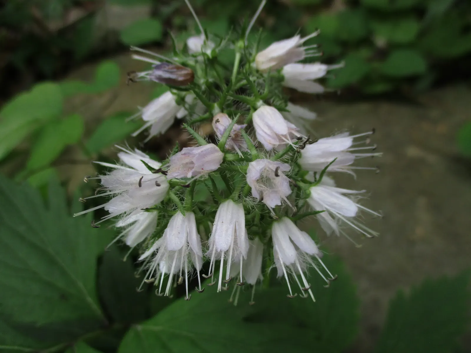 Virginia Waterleaf (Hydrophyllum Virginianum) — This plant flourishes in USDA hardiness zones 3 through 8; they are low-maintenance, seldom requiring division
