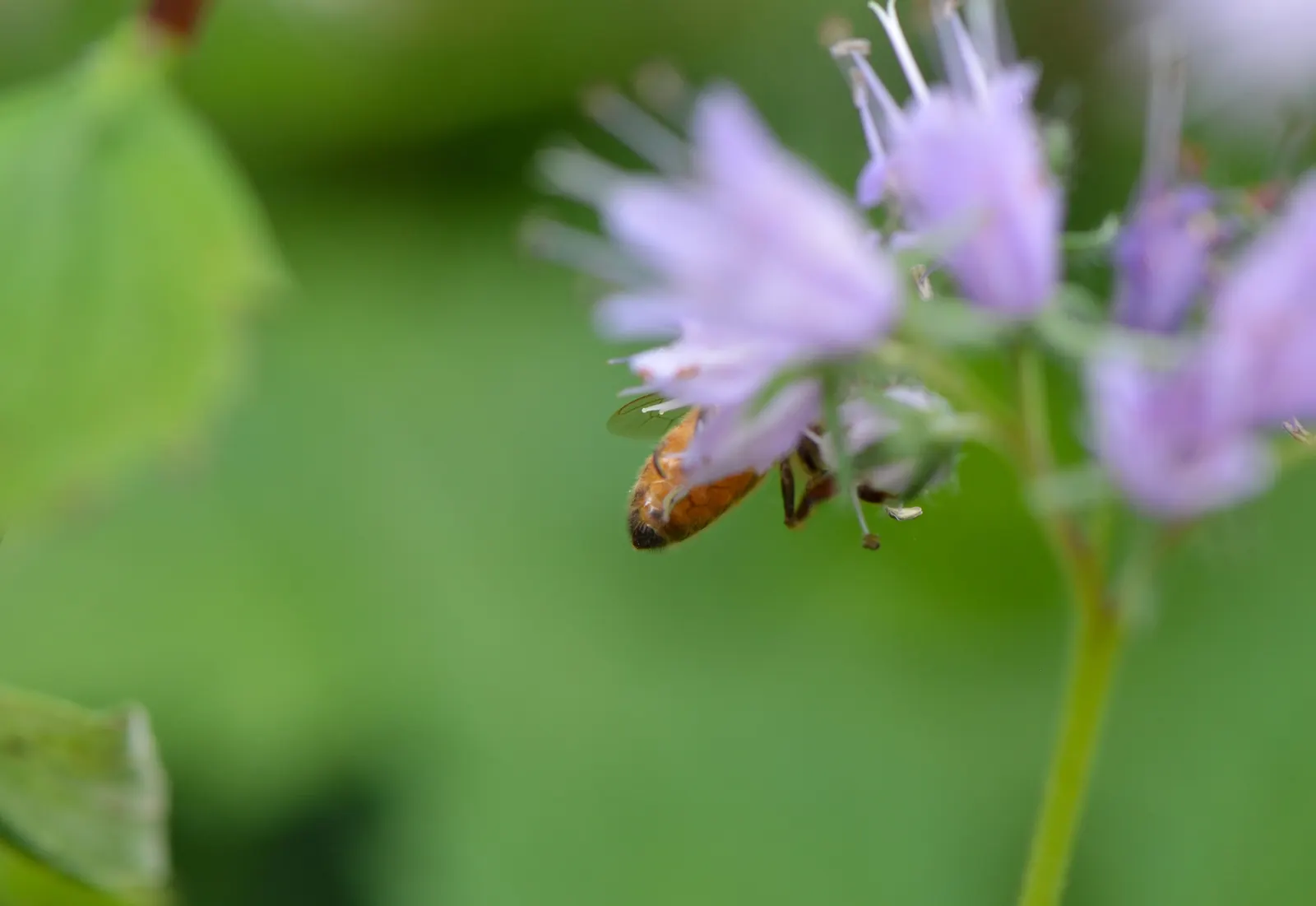 Virginia Waterleaf (Hydrophyllum Virginianum) — this plant serves as a beneficial addition to a wildlife-friendly garden