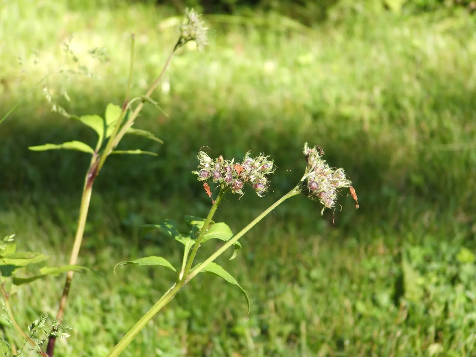 Virginia Waterleaf (Hydrophyllum Virginianum) — pinnately lobed leaves that are often mottled with pale or water-like spots