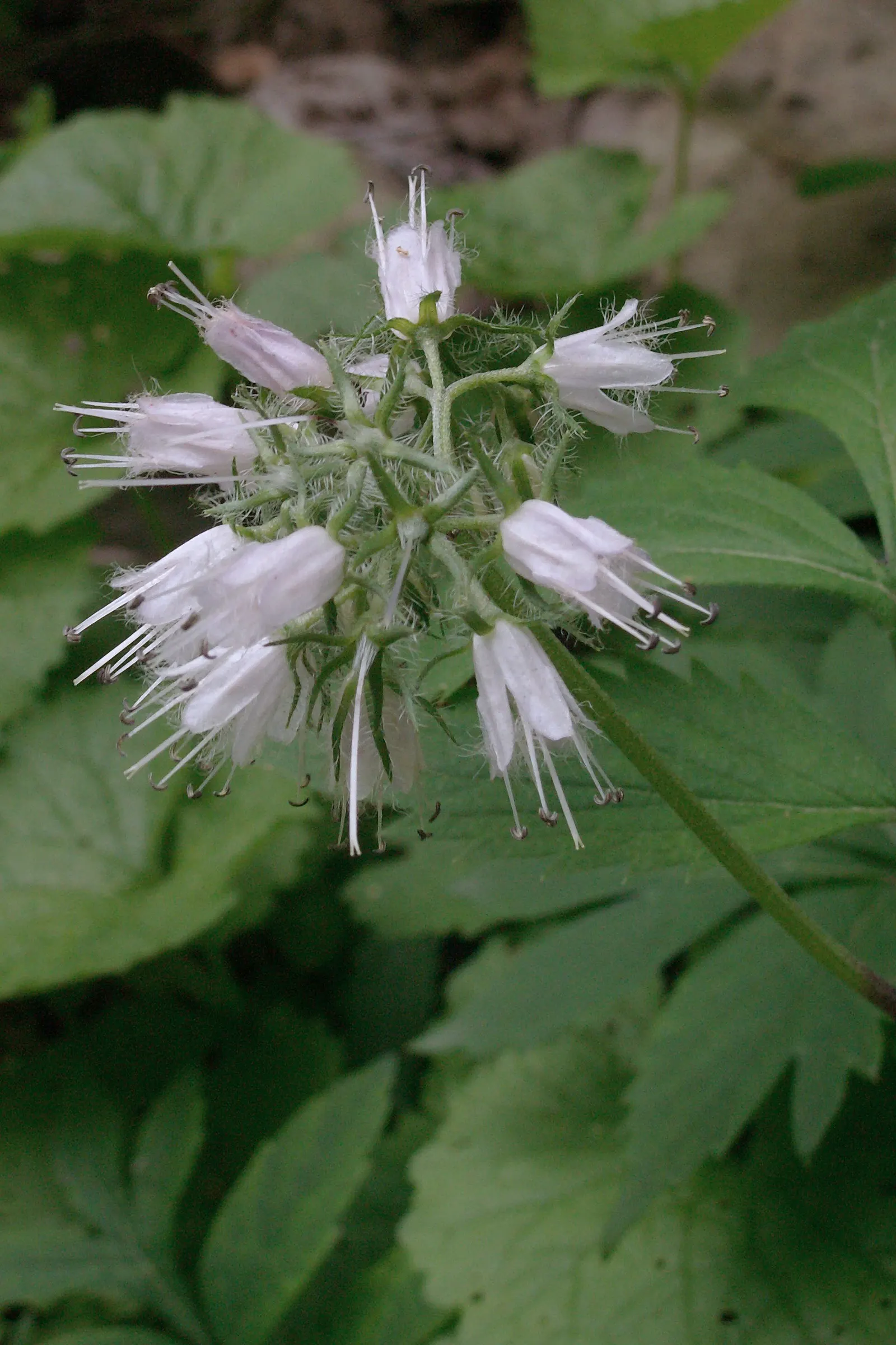 Virginia Waterleaf (Hydrophyllum Virginianum) — It boasts clusters of bell-shaped lavender to white blossoms atop 1-2 ft; attractive small bell-shaped flowers