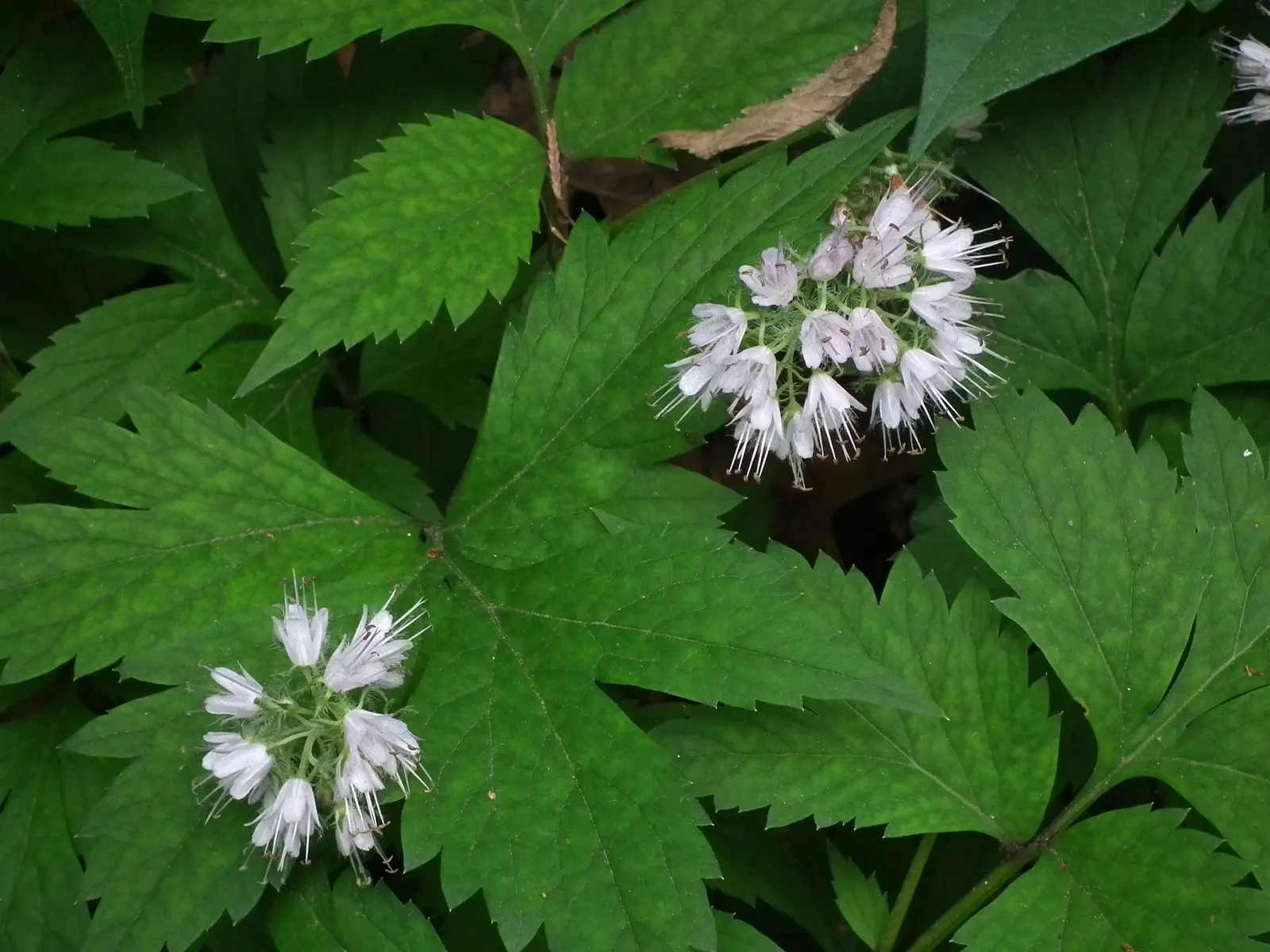Virginia Waterleaf (Hydrophyllum Virginianum) — These blossoms are grouped in cymes; they are low-maintenance, seldom requiring division or extensive care once