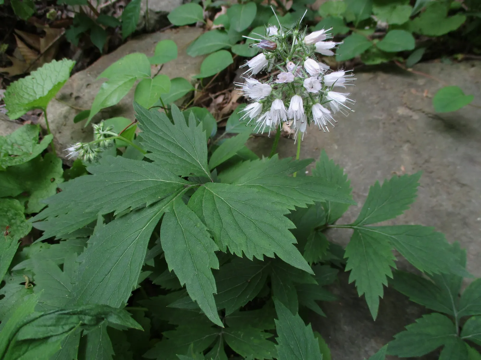 Virginia Waterleaf (Hydrophyllum Virginianum) — with a preference for partial to full shade; they are low-maintenance, seldom requiring division or extensive