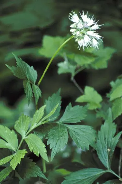 Virginia Waterleaf (Hydrophyllum Virginianum) — making them suitable for groundcover or as filler between taller shrubs and trees