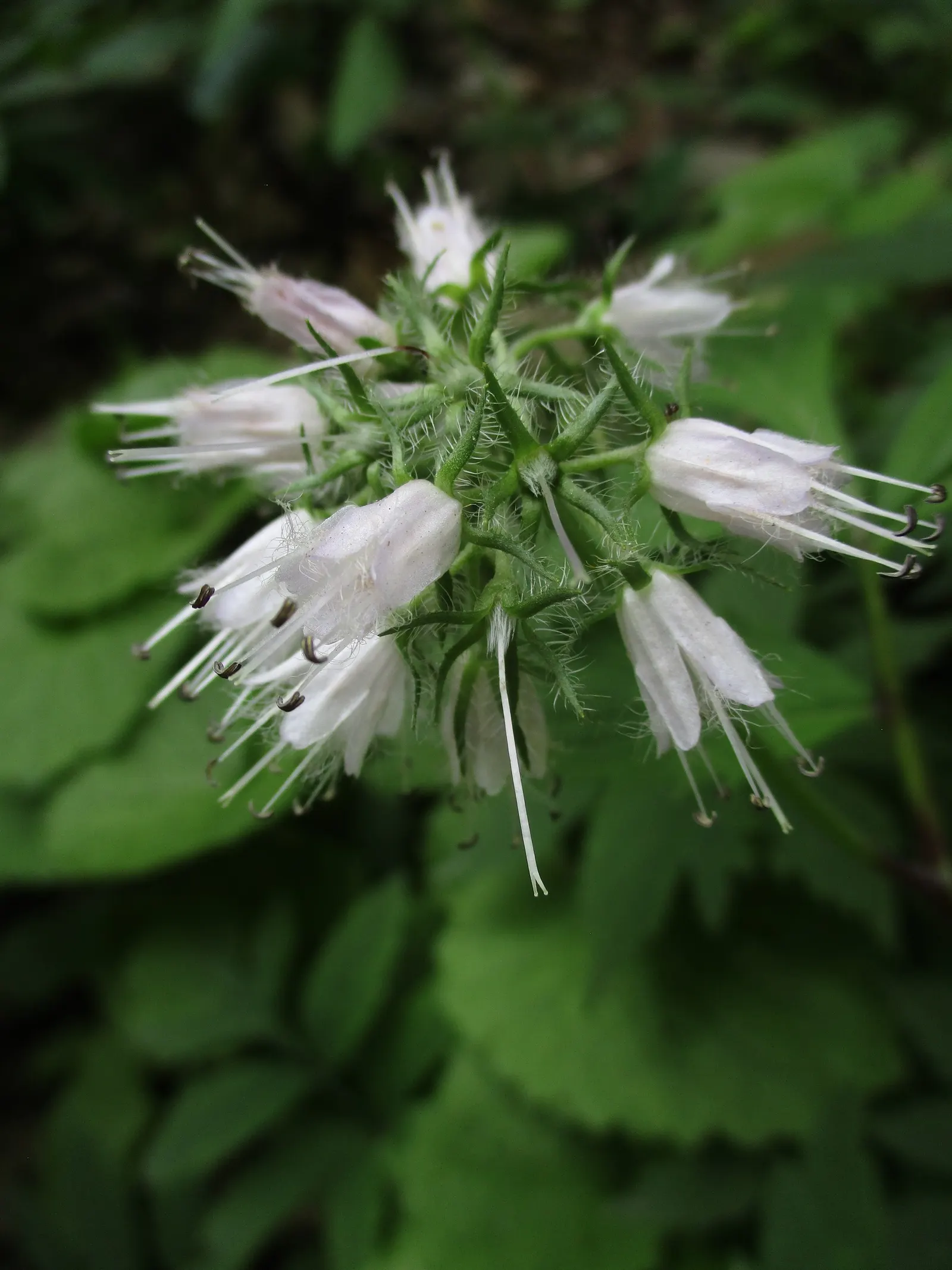 Virginia Waterleaf (Hydrophyllum Virginianum) — These leaves can span 6 to 8 inches in width and provide a lush; they are low-maintenance, seldom requiring