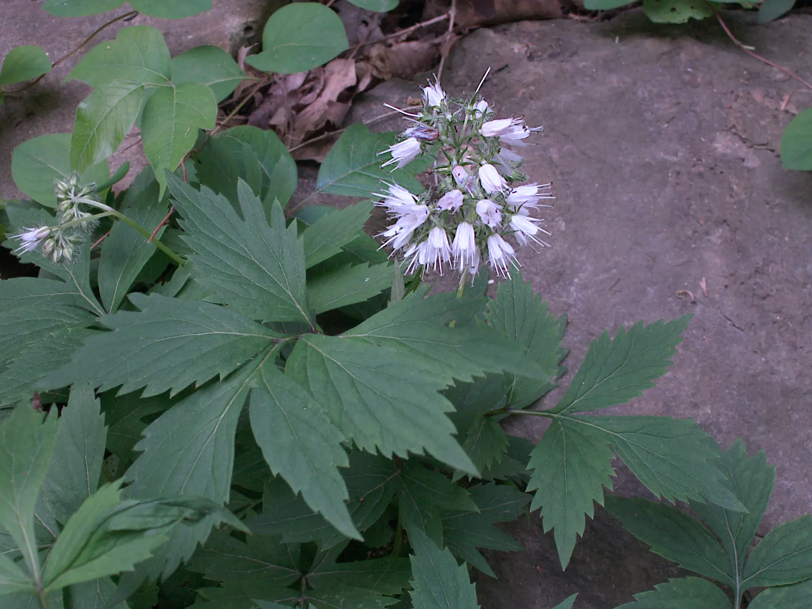 Virginia Waterleaf (Hydrophyllum Virginianum) — commonly known as Virginia Waterleaf