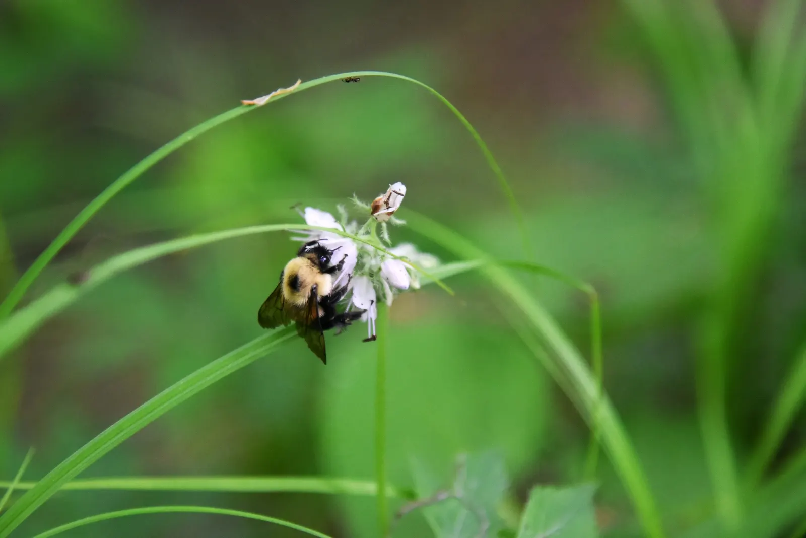 Virginia Waterleaf (Hydrophyllum Virginianum) — giving rise to its common name