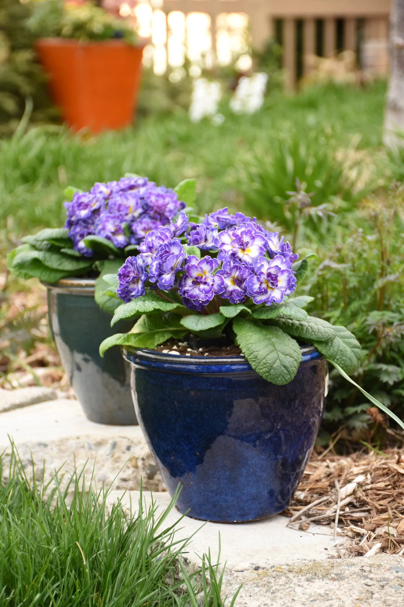 'Blue Ripples' Primrose (Primula vulgaris) — It grows 5-8 inches tall and spreads 10-12 inches in a tidy mound