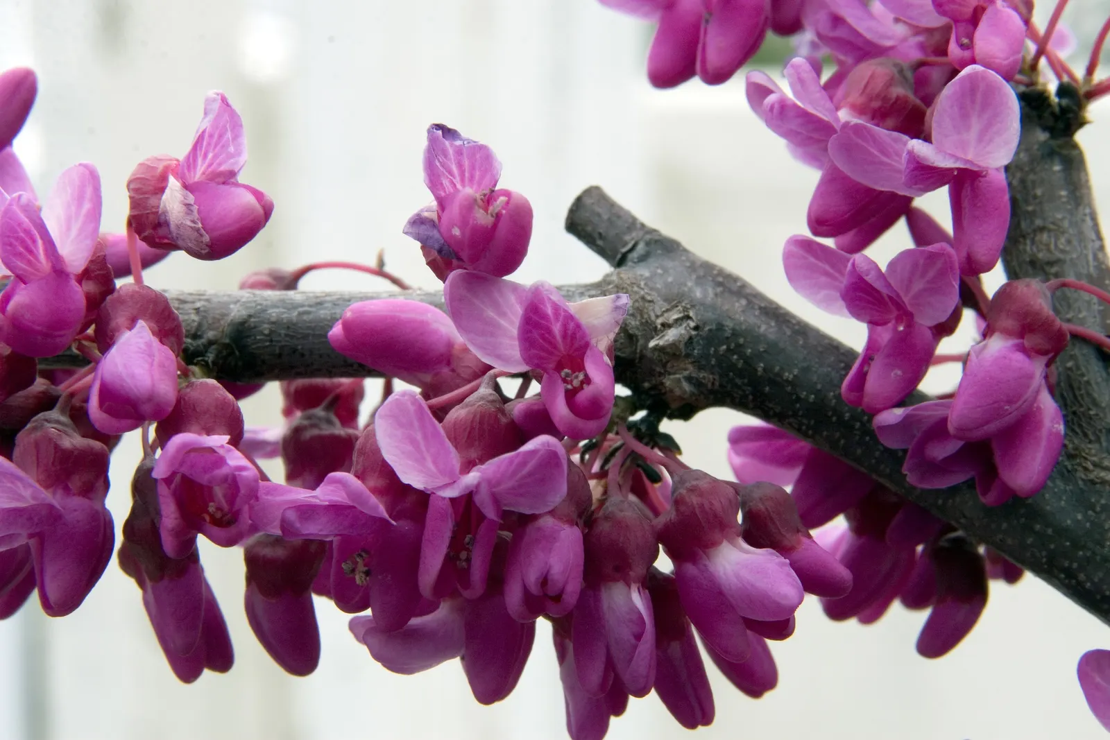 Eastern Redbud Oklahoma (Cercis Canadensis 'Oklahoma') — adds winter interest to any landscape.<br><br>In early spring