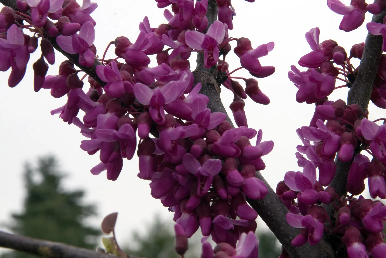 Eastern Redbud Oklahoma (Cercis Canadensis 'Oklahoma') — scaling in shades of brown and grey