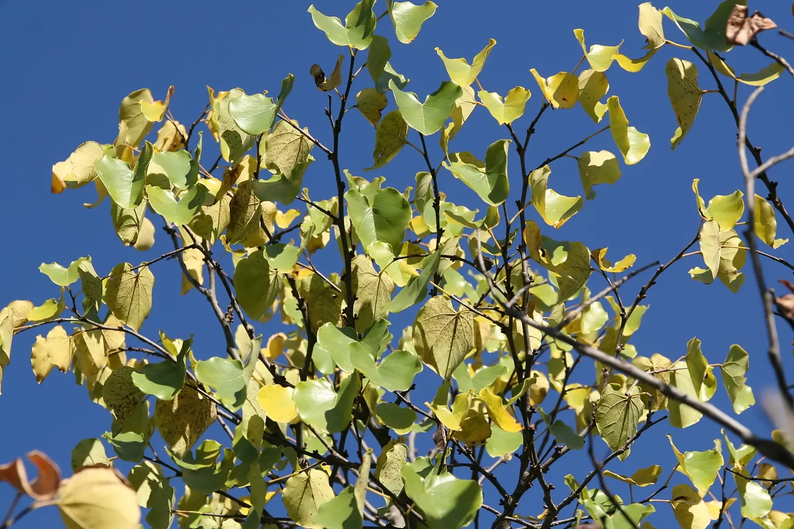 Eastern Redbud Oklahoma (Cercis Canadensis 'Oklahoma') — Distinguishable by its glossy
