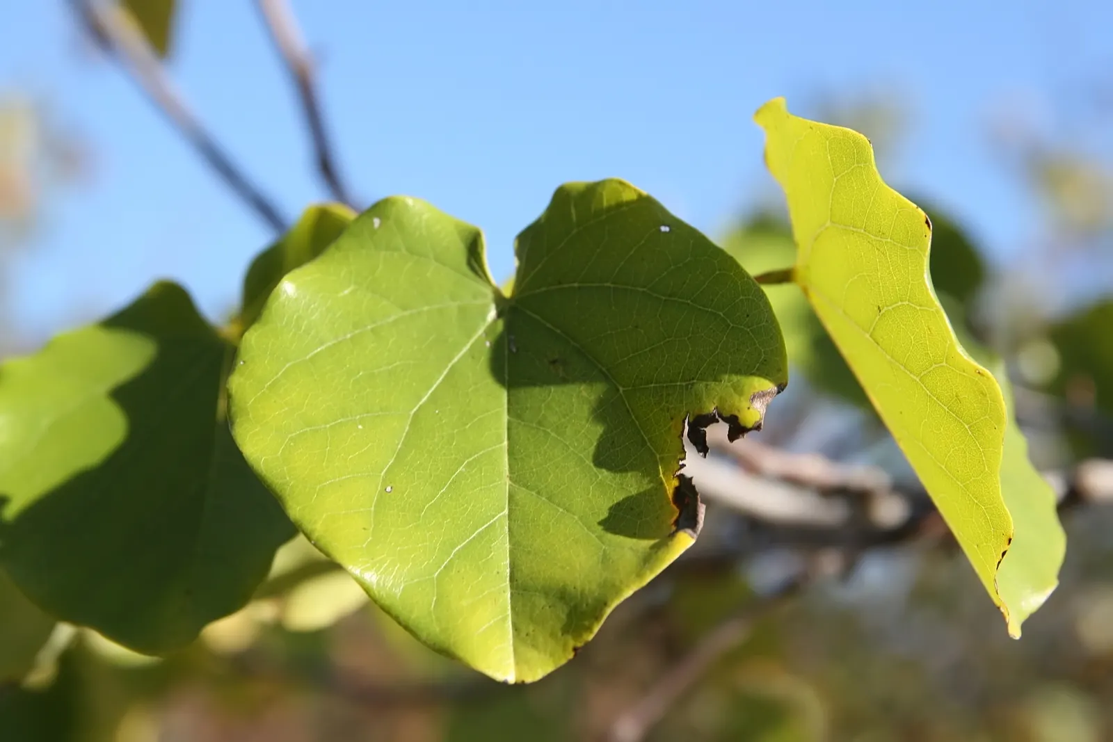 Eastern Redbud Oklahoma (Cercis Canadensis 'Oklahoma') — A resilient species, ideal for ornamental focal points and wildlife-friendly gardens