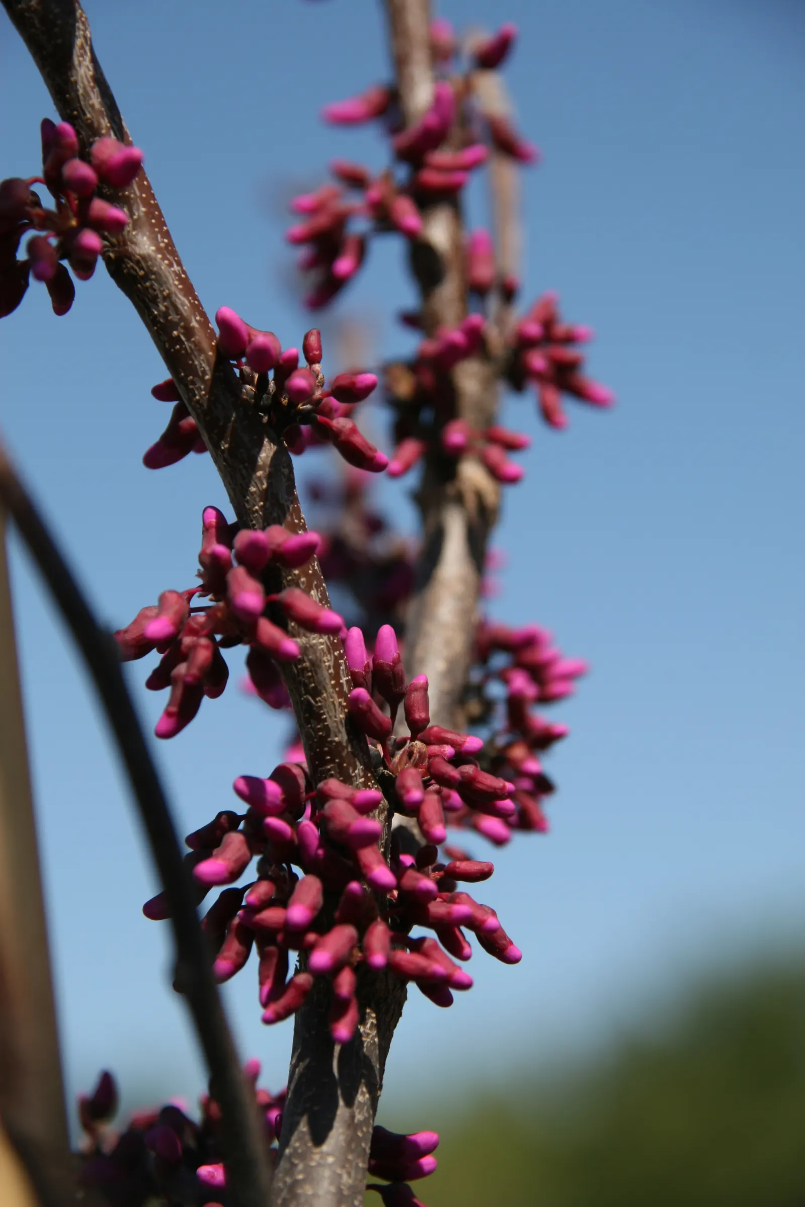 Eastern Redbud Oklahoma (Cercis Canadensis 'Oklahoma') — deep-pink flowers blooming in early spring before heart-shaped leaves emerge