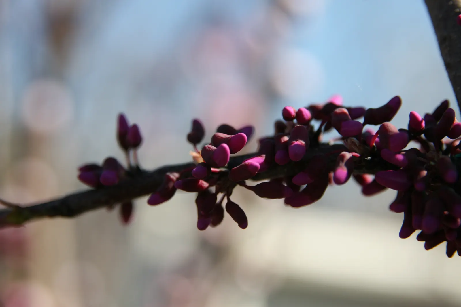 Eastern Redbud Oklahoma (Cercis Canadensis 'Oklahoma') — reaching heights of 18-25 ft with a spread up to 20-30 ft