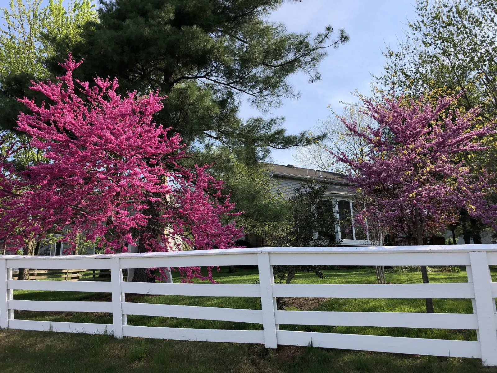 Eastern Redbud Oklahoma (Cercis Canadensis 'Oklahoma') — heart-shaped leaves measuring 3 to 5 inches in length and its dense