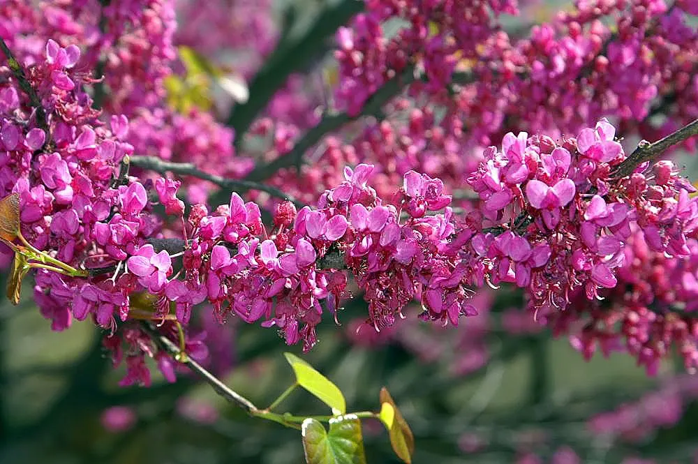 Eastern Redbud Oklahoma (Cercis Canadensis 'Oklahoma') — The Eastern Redbud 'Oklahoma' (Cercis canadensis 'Oklahoma') is a captivating deciduous tree