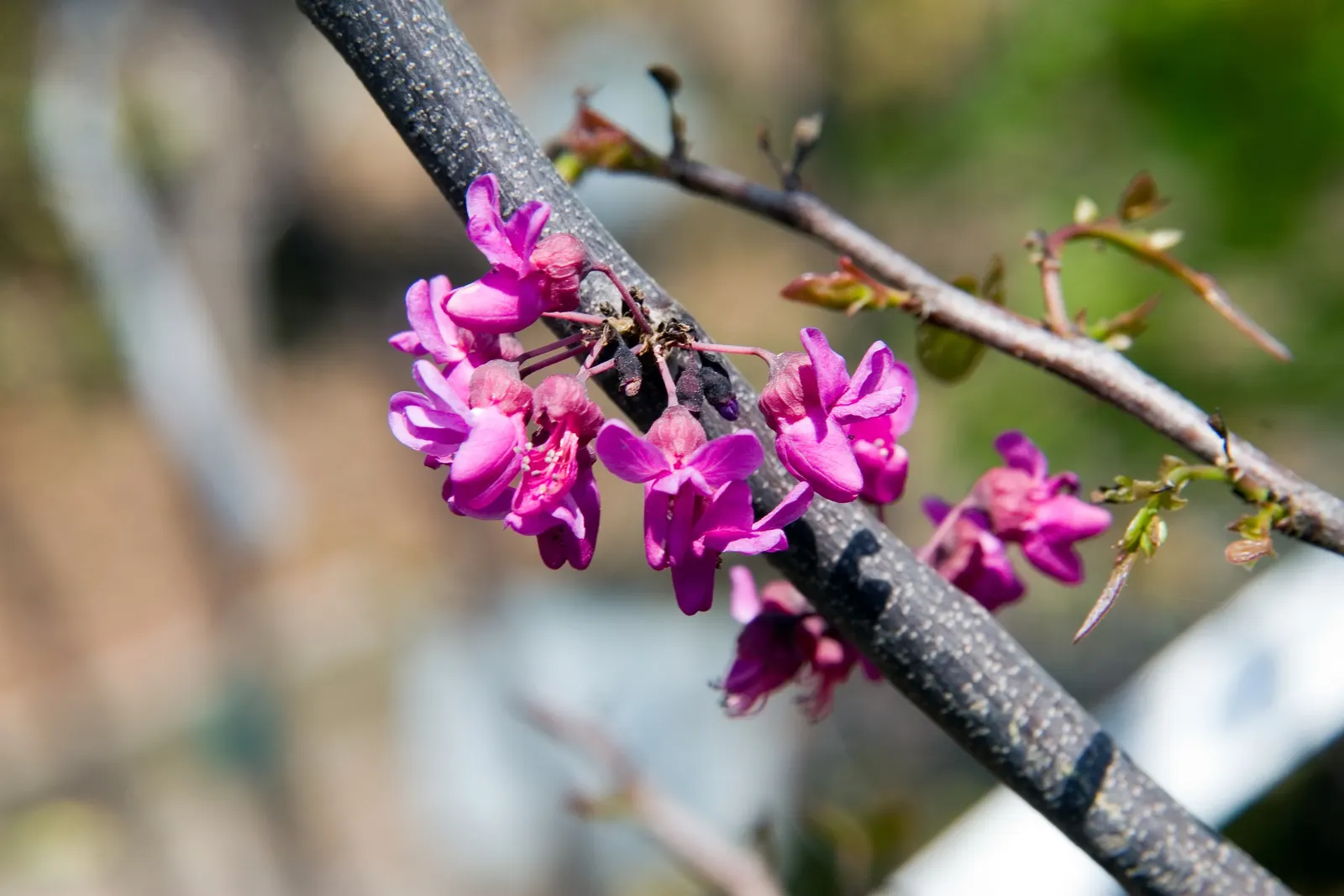 Eastern Redbud Oklahoma (Cercis Canadensis 'Oklahoma') — Preferring USDA Zones 6-9, it requires full sun to partial shade and well-drained soil