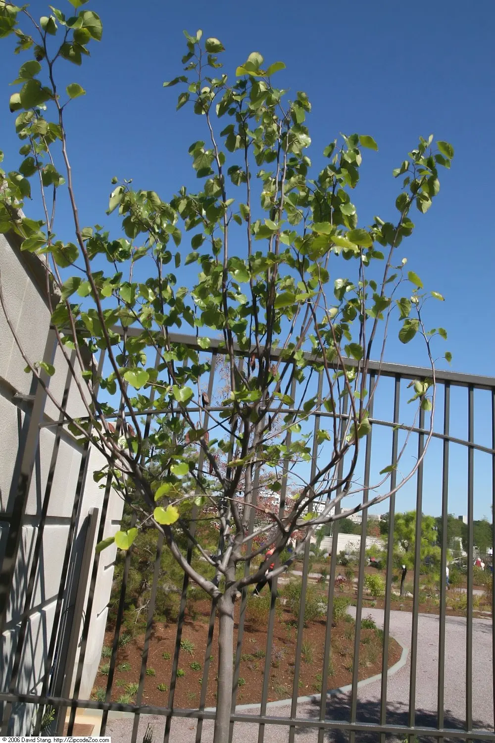 Eastern Redbud Oklahoma (Cercis Canadensis 'Oklahoma') — this cultivar typically reaches heights of 20 to 30 feet with a spread of 15 to 25 feet at maturity
