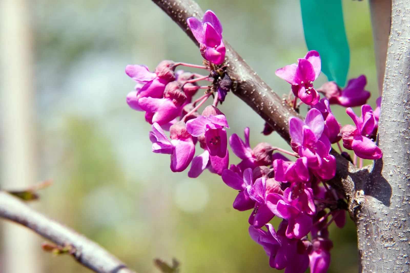 Eastern Redbud Oklahoma (Cercis Canadensis 'Oklahoma') — Its defining feature is the profusion of rich