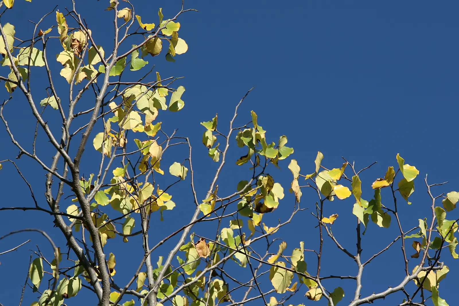 Eastern Redbud Oklahoma (Cercis Canadensis 'Oklahoma') — cherished for its stunning spring display and adaptable nature