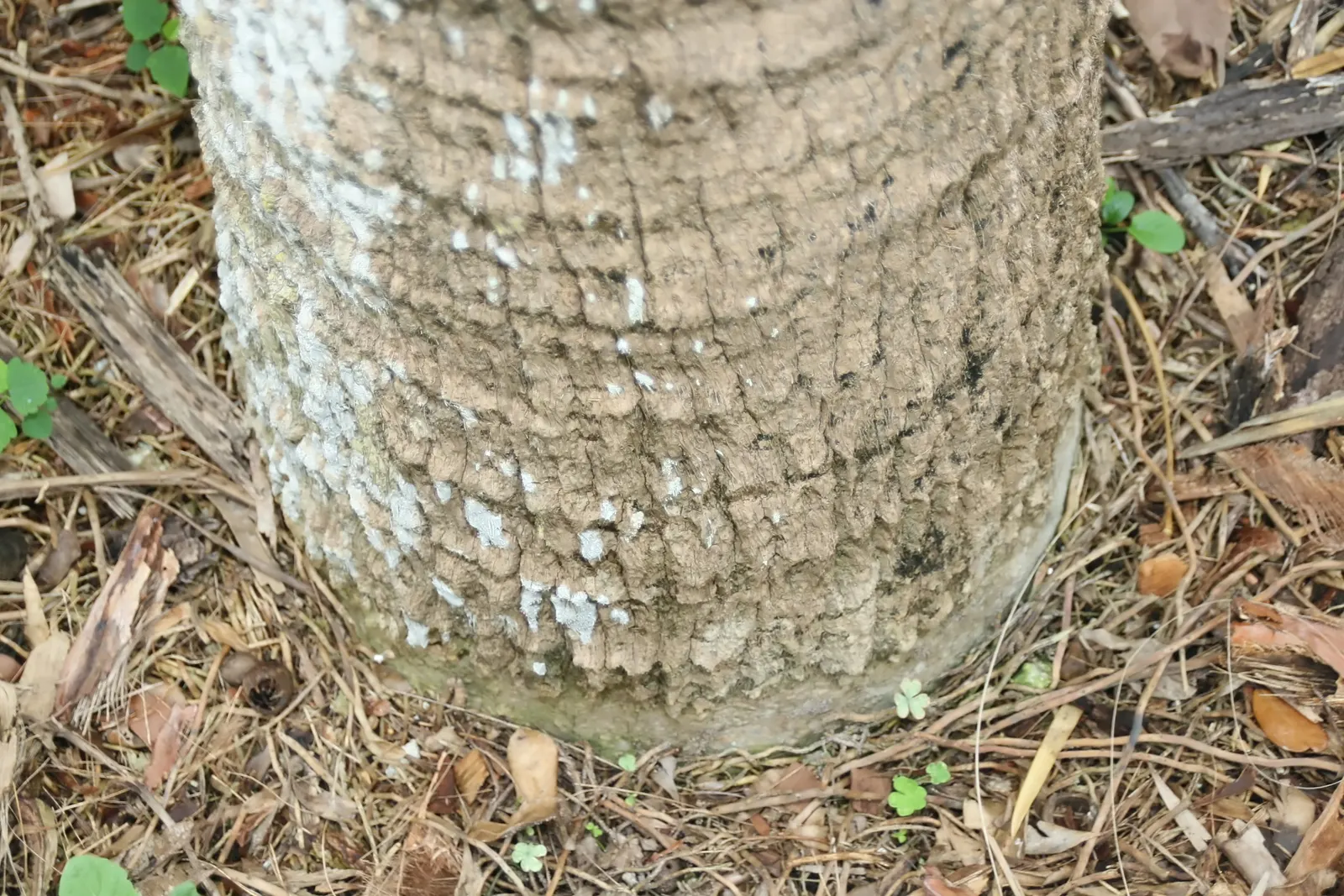 Cabbage Palm (Sabal Palmetto) — making it an exemplary choice for a diverse range of climates; it is drought-tolerant once established, image 65