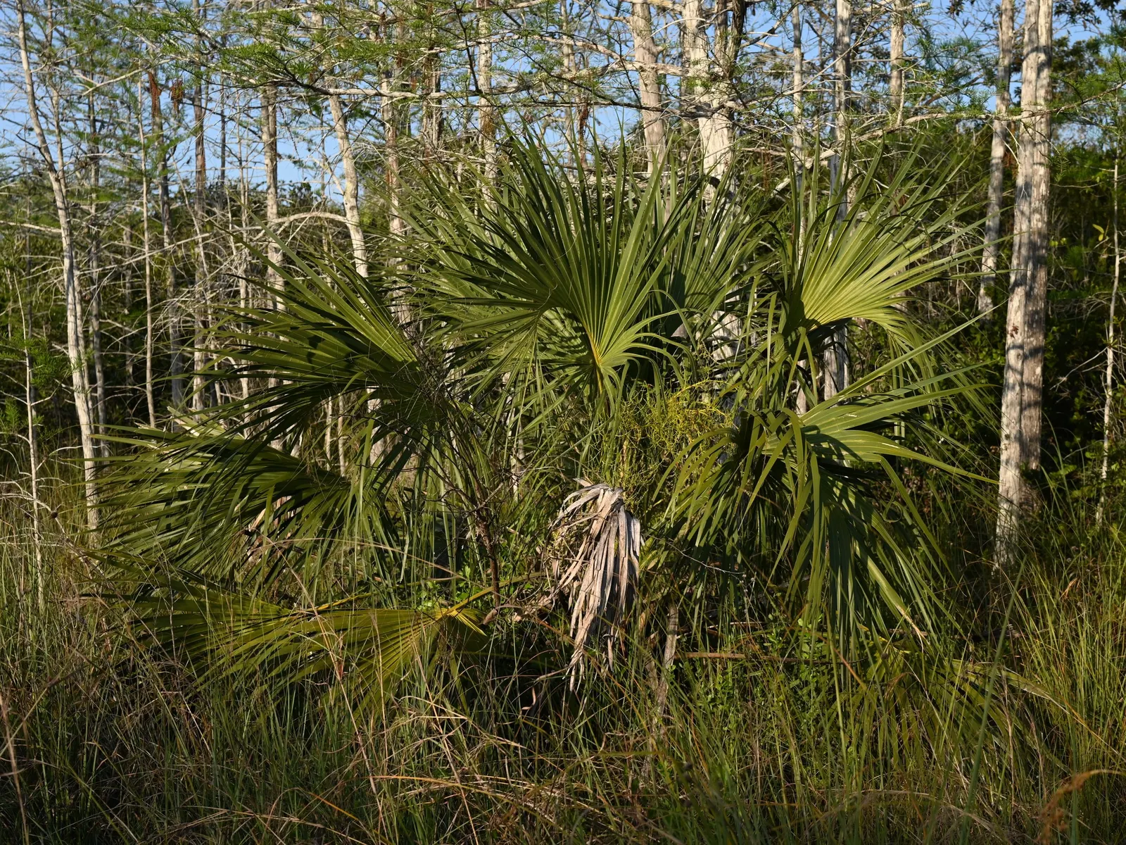 Cabbage Palm (Sabal Palmetto) — It features a stout, columnar trunk and large, fan-shaped leaves; when planning the garden layout, image 41